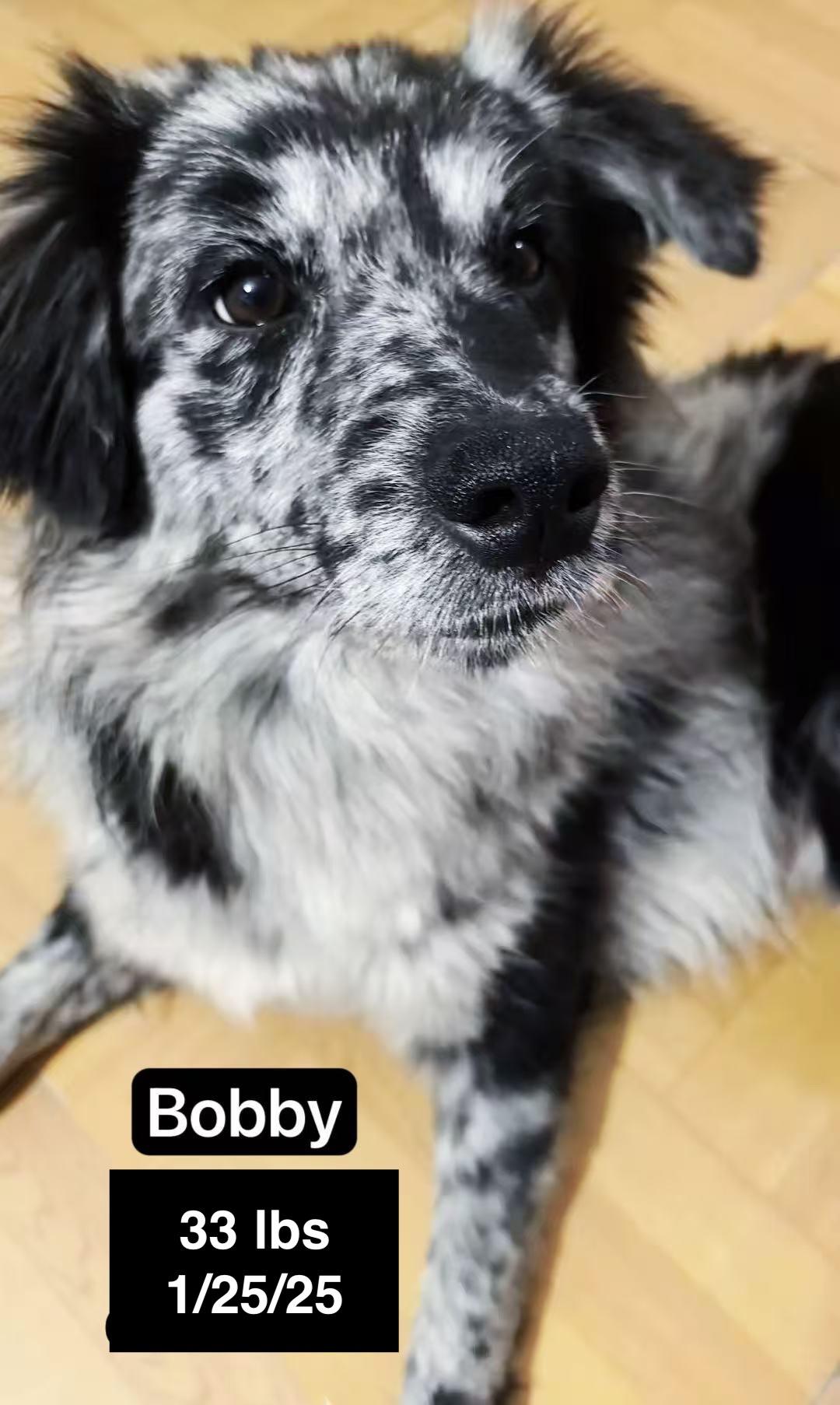 Bobby, a ADOPTABLE mixed breed in West Hollywood, CA image 2/4
