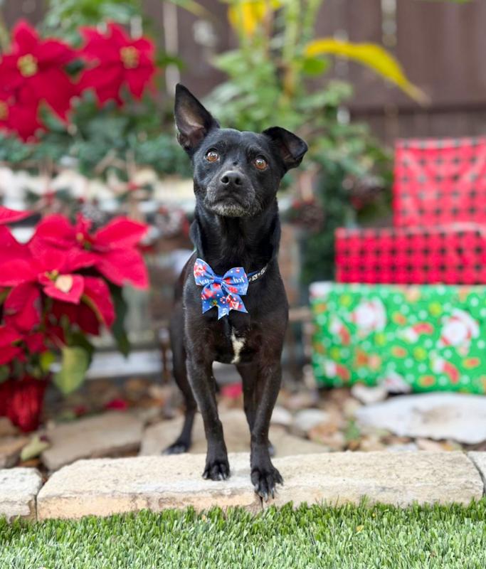 Enlarge Turbo, a ADOPTABLE mixed breed in Southport, CT image 2/5