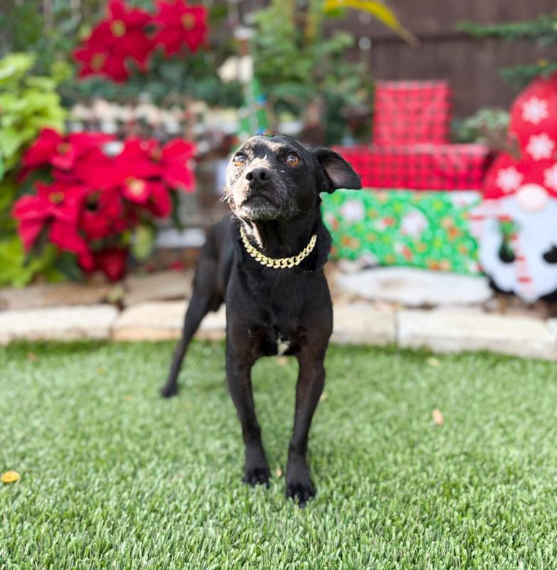 Enlarge Turbo, a ADOPTABLE mixed breed in Southport, CT image 5/5