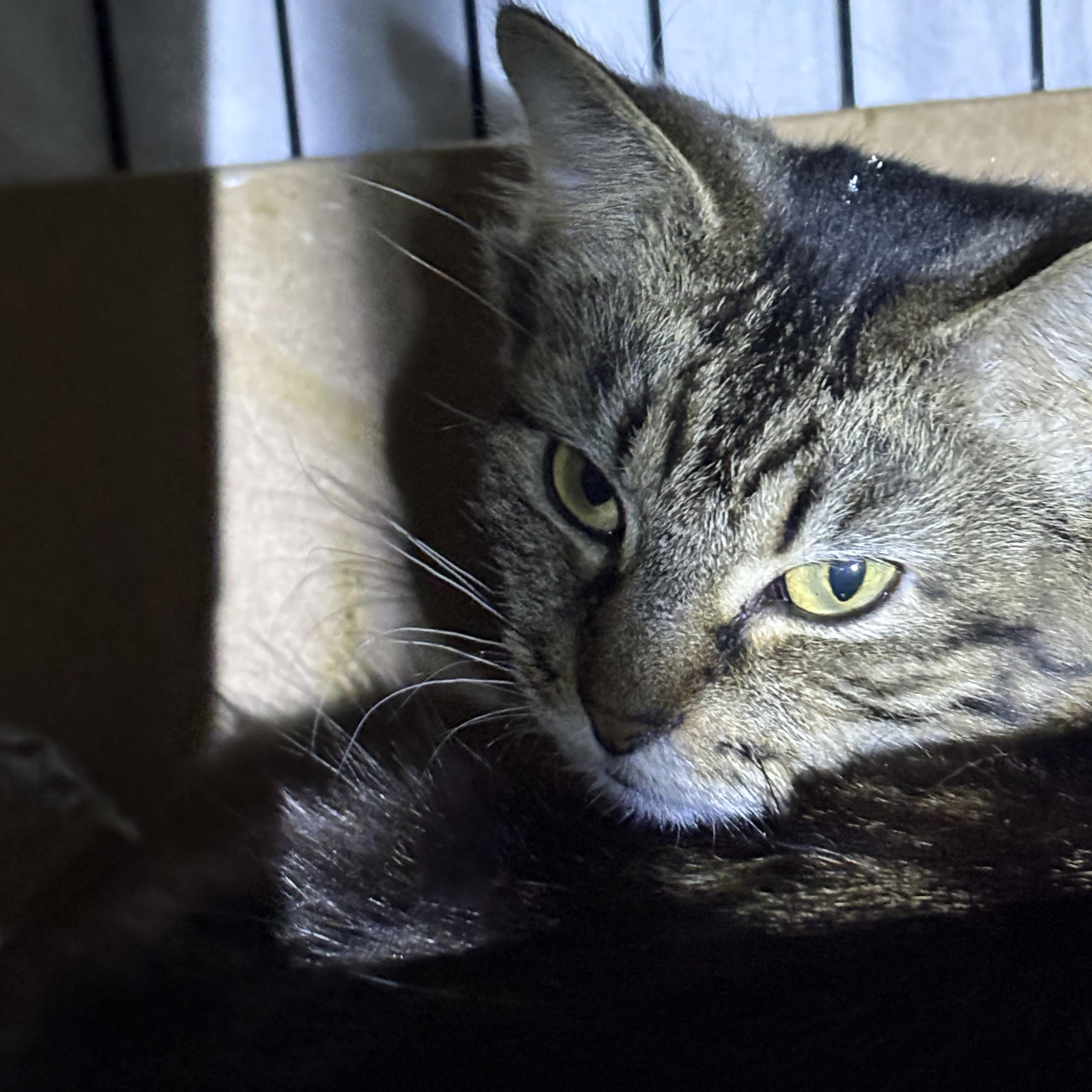 POET, a Adoptable Domestic Long Hair in Pittsburgh, PA image 2/2