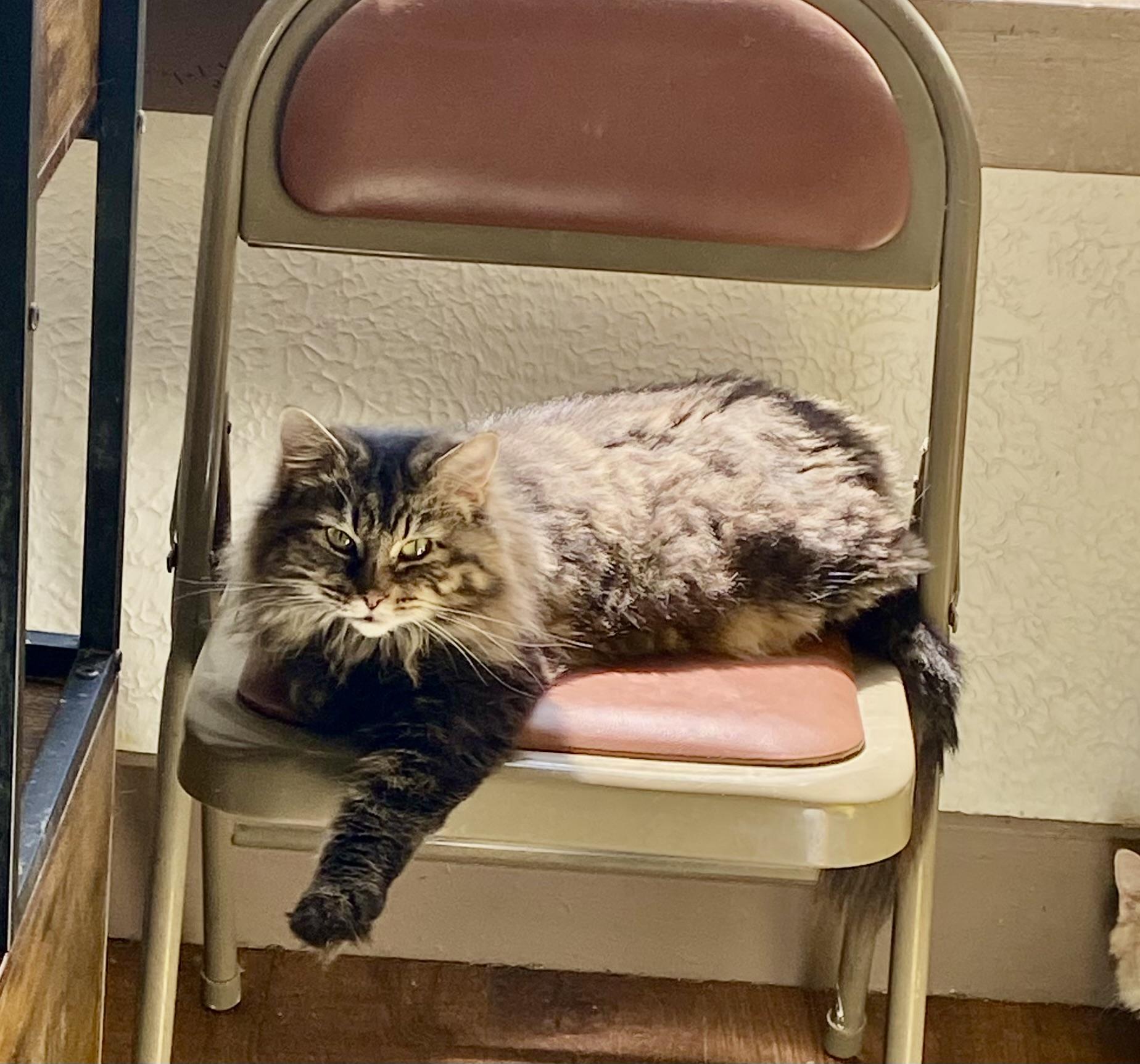 Enlarge POET, a Adoptable Domestic Long Hair in Pittsburgh, PA image 1/6
