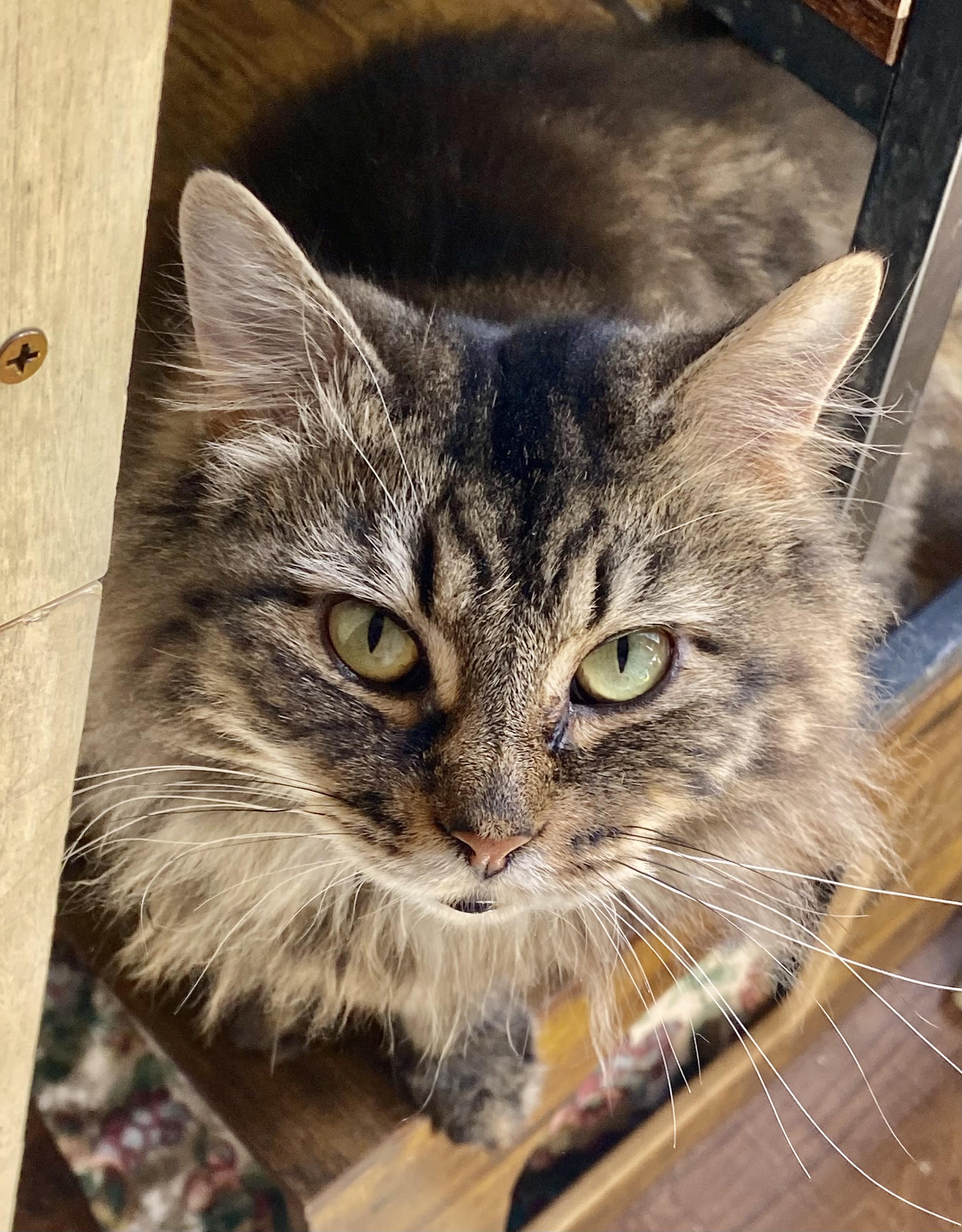 Enlarge POET, a Adoptable Domestic Long Hair in Pittsburgh, PA image 2/6