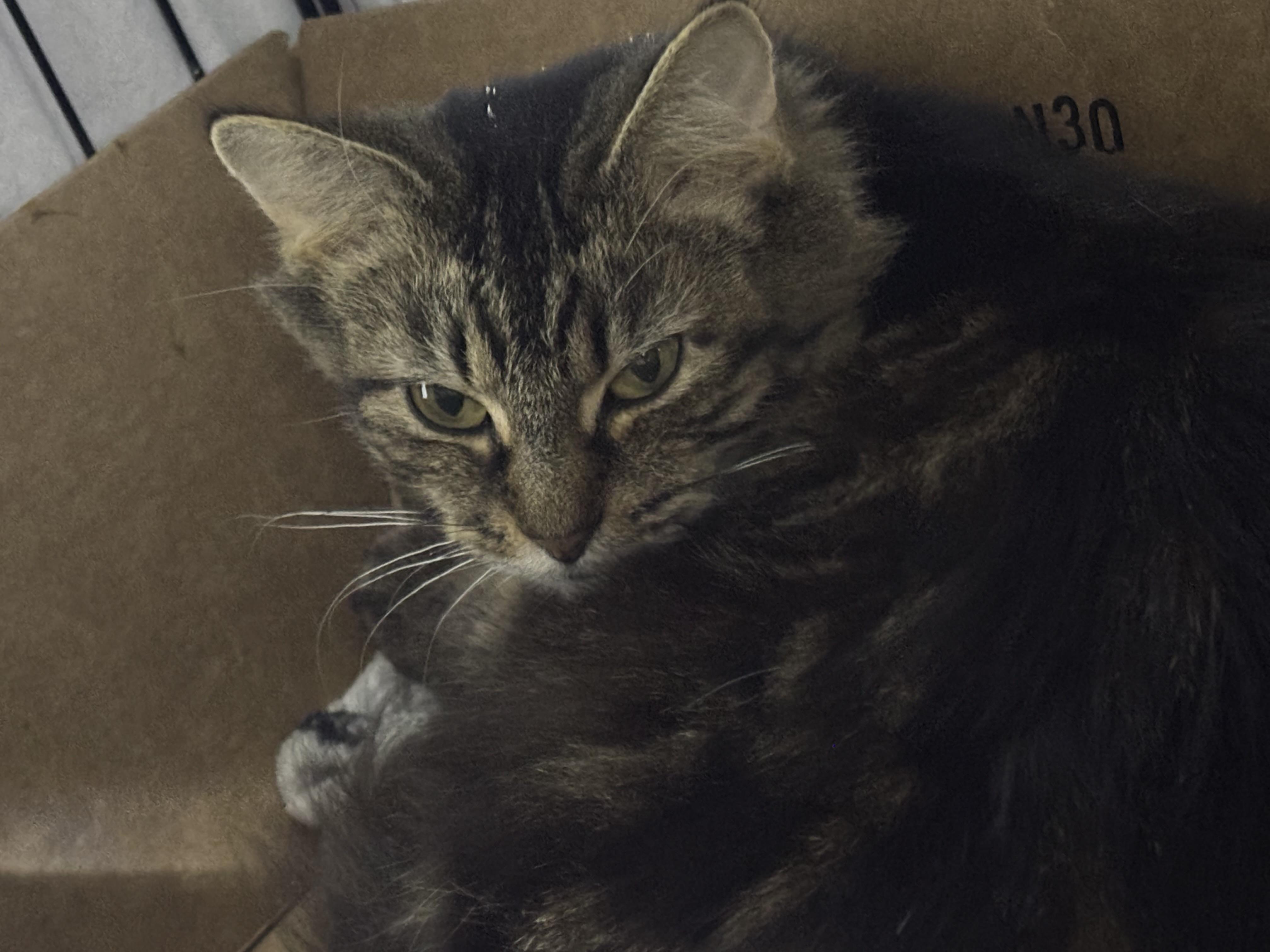 POET, a Adoptable Domestic Long Hair in Pittsburgh, PA image 1/2