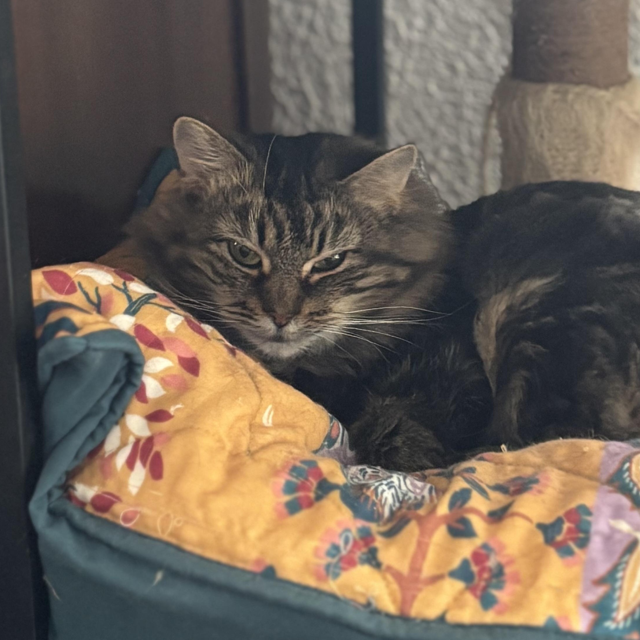 POET, Adoptable, Young Female Domestic Long Hair.