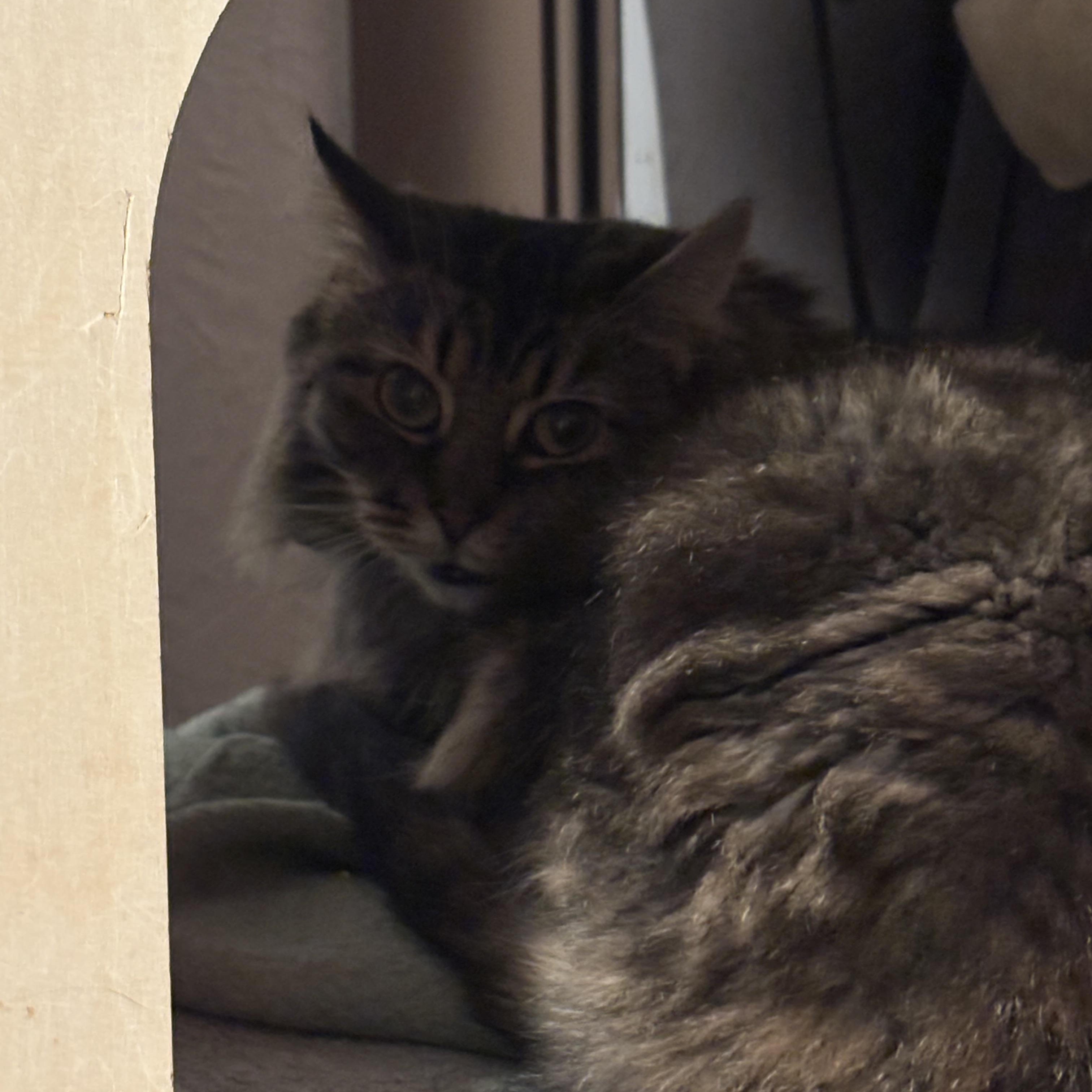 Enlarge POET, a Adoptable Domestic Long Hair in Pittsburgh, PA image 6/6