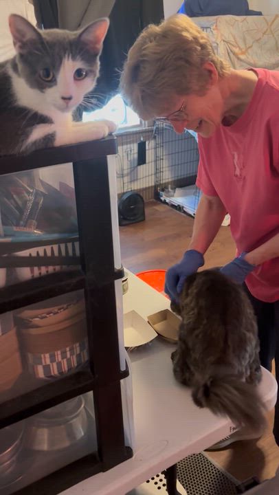 Enlarge POET, a Adoptable Domestic Long Hair in Pittsburgh, PA video 3/6