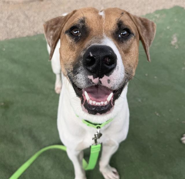 ALAN*, Adoptable, Young Male Carolina Dog & Mixed Breed.