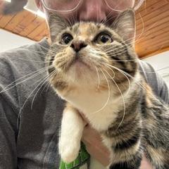 MARISOL 25-63, Adoptable, Young Female Domestic Short Hair.