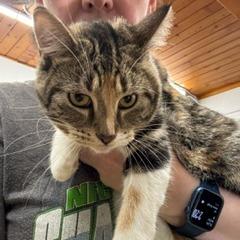 MARISOL 25-63, a Adoptable Domestic Short Hair in Bottineau, ND image 2/2