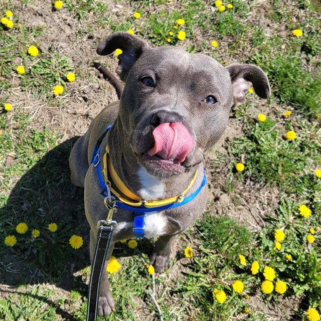 RONNIE, Adoptable, Young Male Pit Bull Terrier.