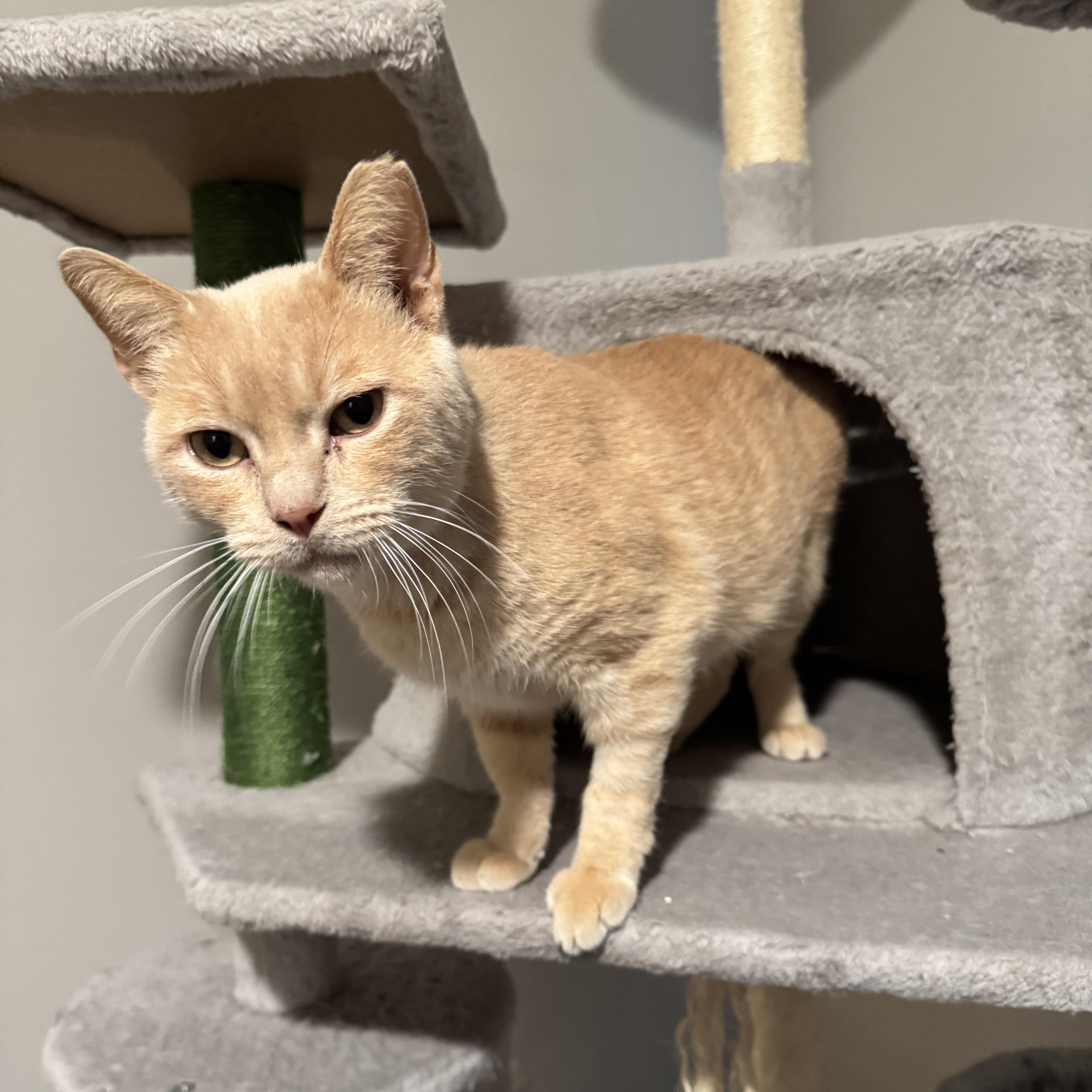 Tippy, Adoptable, Senior Male Domestic Short Hair.