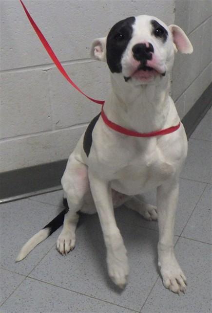 CHIP, Adoptable, Young Male Pit Bull Terrier & Mixed Breed.