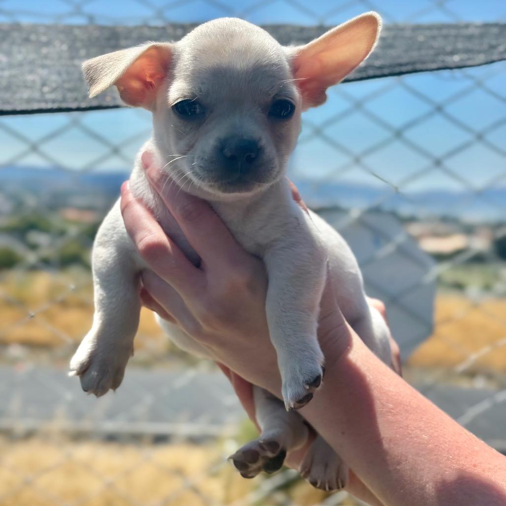 Miklo, Adoptable, Young Male Mixed Breed.