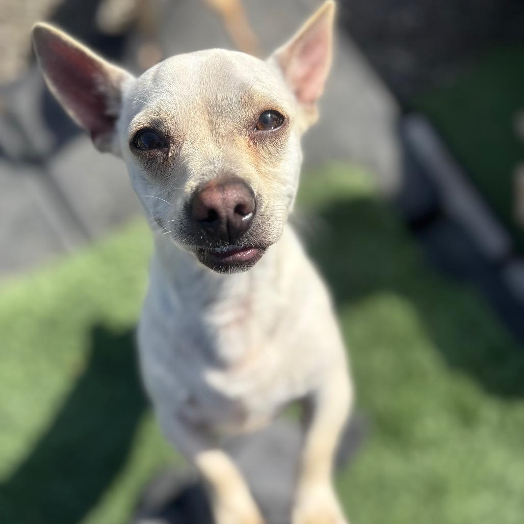 Enlarge Miklo, a Adoptable Mixed Breed in San Pablo, CA image 1/6