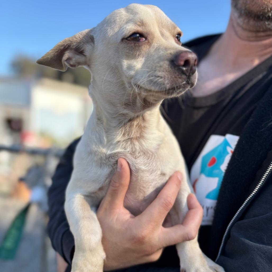 Enlarge Miklo, a Adoptable Mixed Breed in San Pablo, CA image 2/6