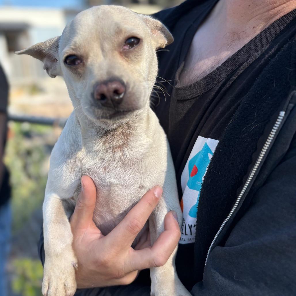 Miklo, Adoptable, Young Male Mixed Breed.