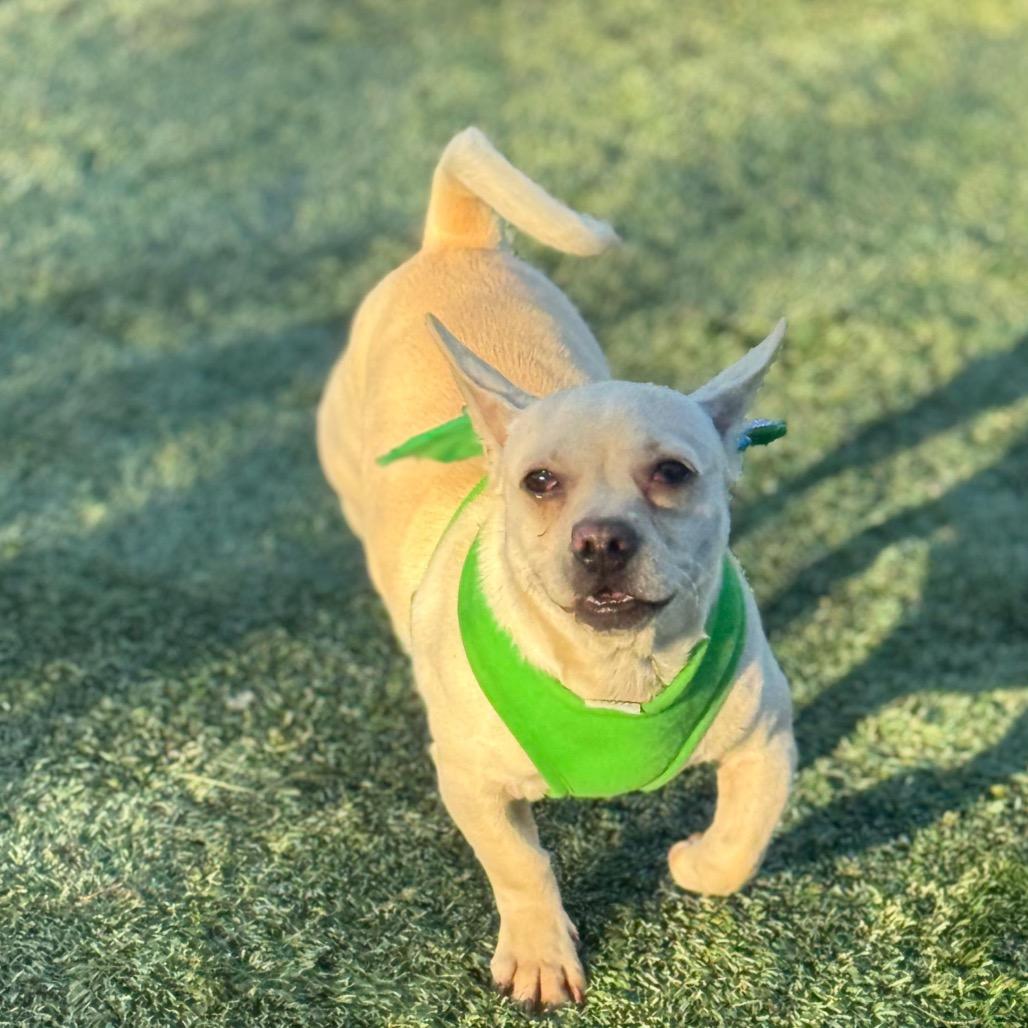 Enlarge Miklo, a Adoptable Mixed Breed in San Pablo, CA image 4/6