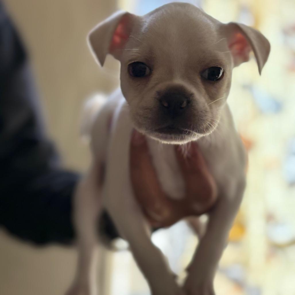 Miklo, a Adoptable Mixed Breed in San Pablo, CA image 6/6