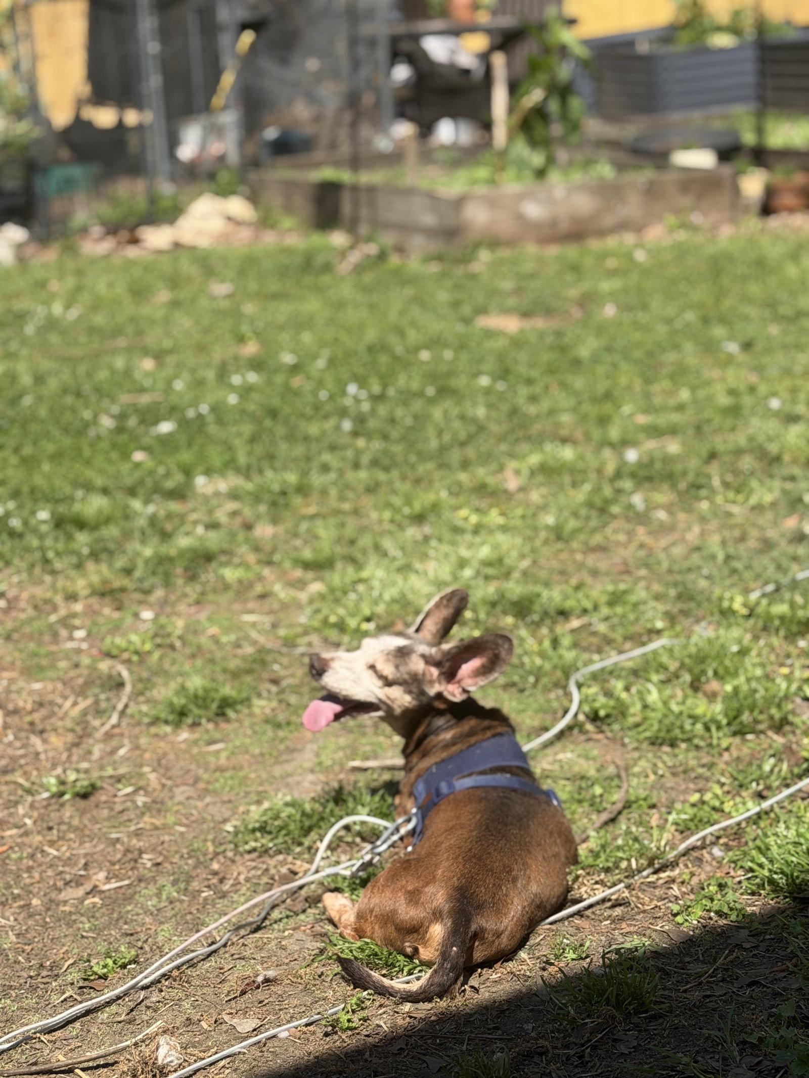 Jiggs, Adoptable, Senior Male Dachshund.