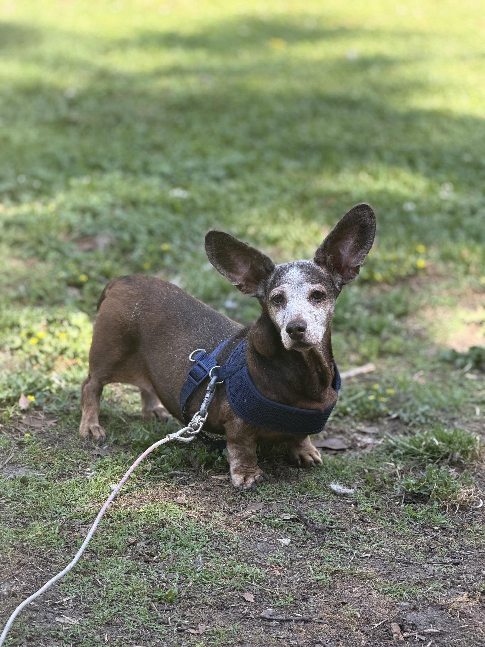Enlarge Jiggs, a Adoptable Dachshund in Mount Pleasant, SC image 2/3