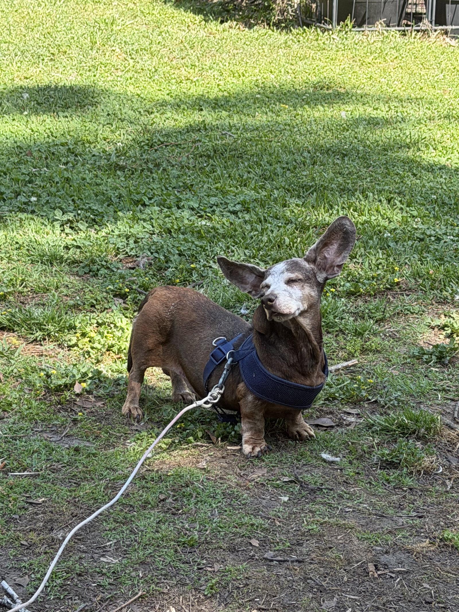 Enlarge Jiggs, a Adoptable Dachshund in Mount Pleasant, SC image 3/3
