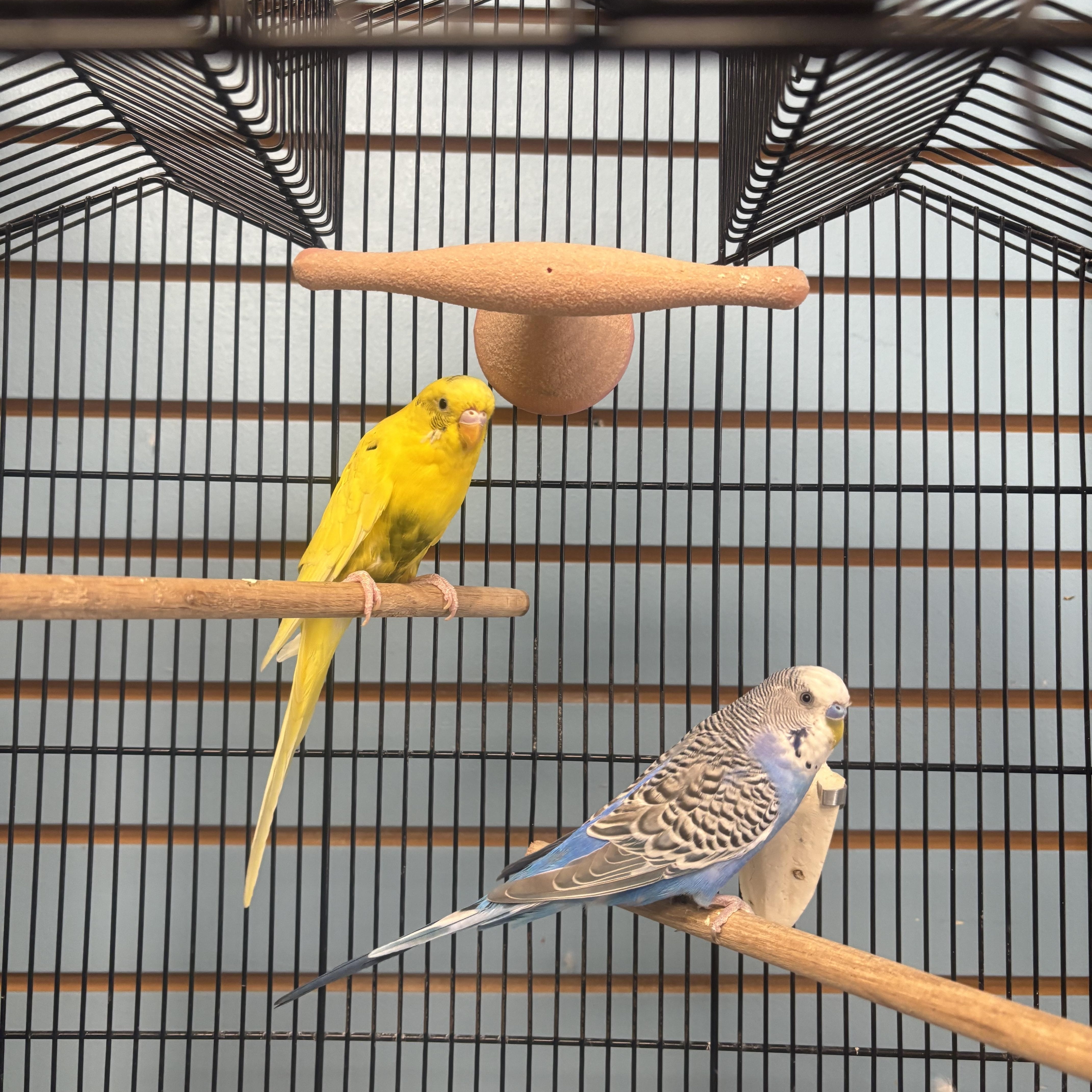 Azul and Amarillo, Adoptable, Adult Male Parakeet (Other).