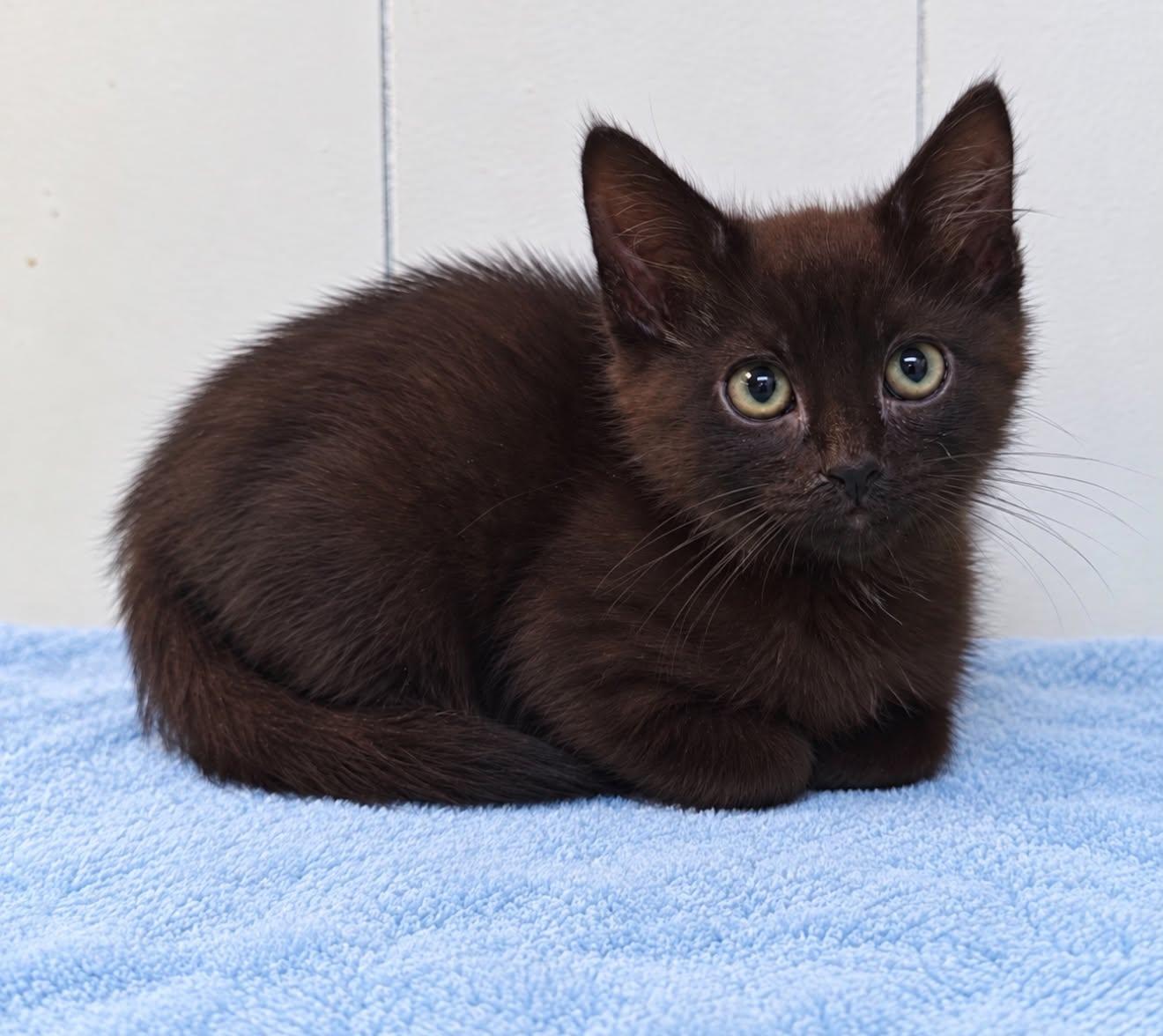 Enlarge Powell (PetSmart Winchester Rd. Memphis), a Adoptable Domestic Short Hair in Millington, TN image 1/1