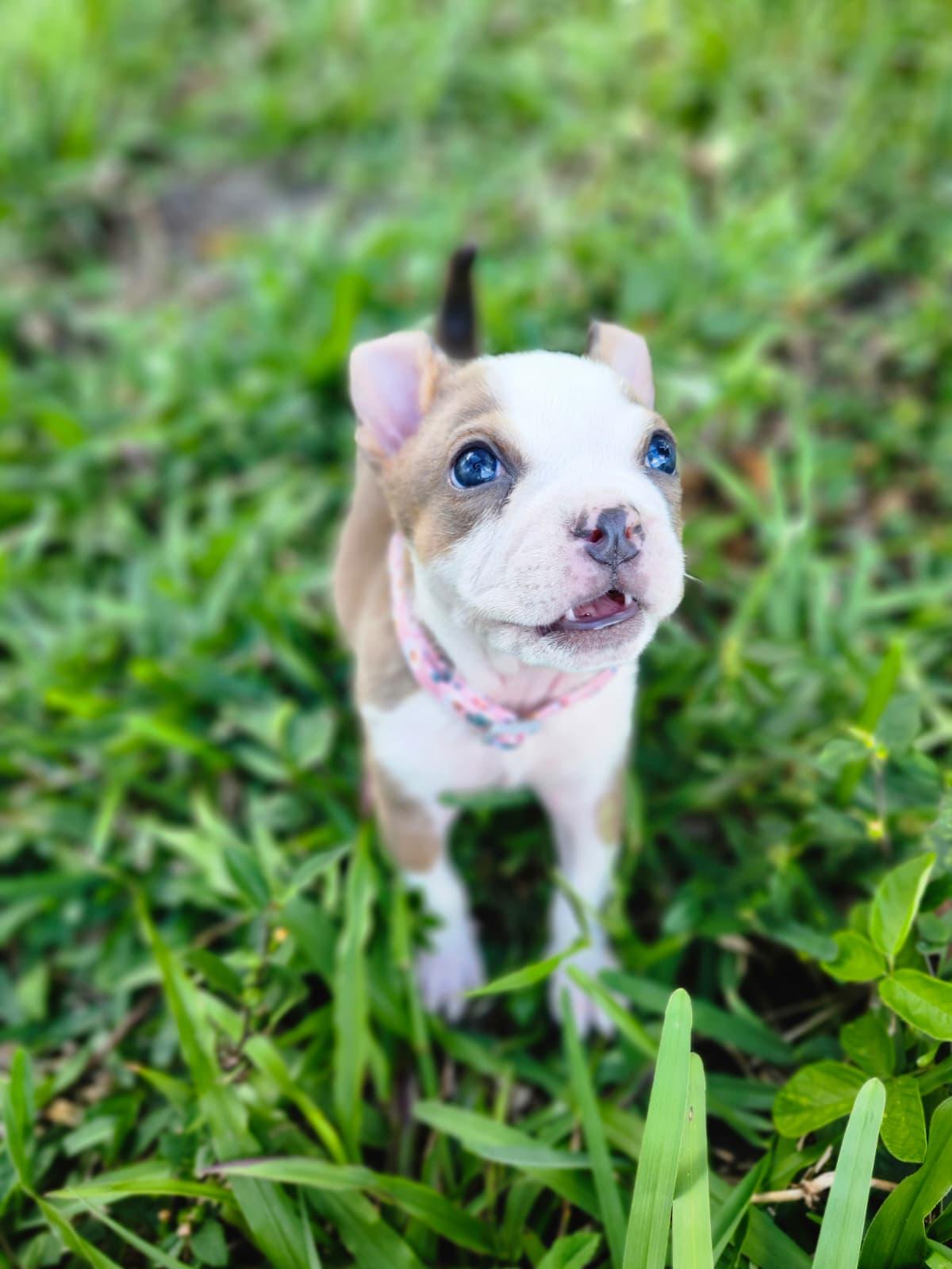 Toffee, a ADOPTABLE American Bully in Sunrise, FL image 3/4