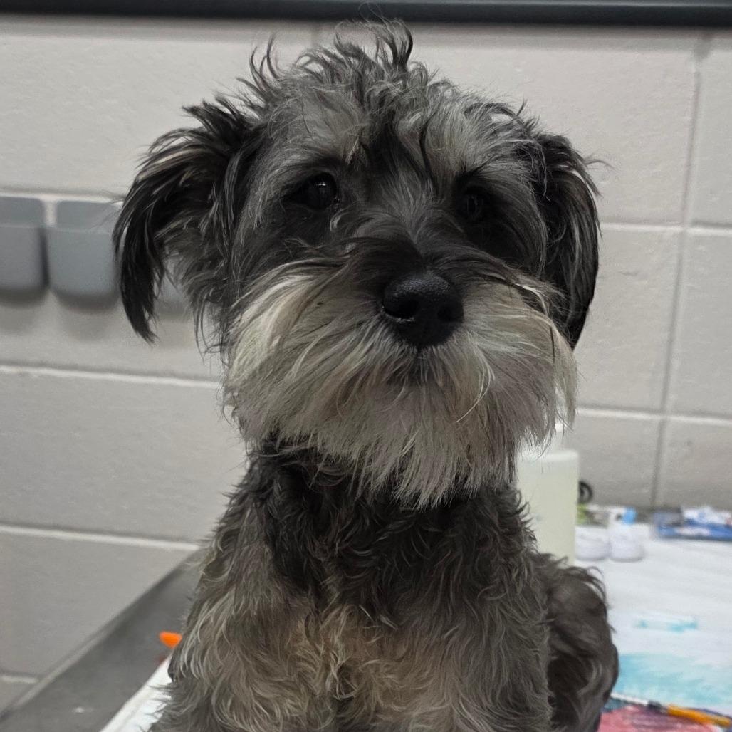 Boots, Adoptable, Young Male Miniature Schnauzer.