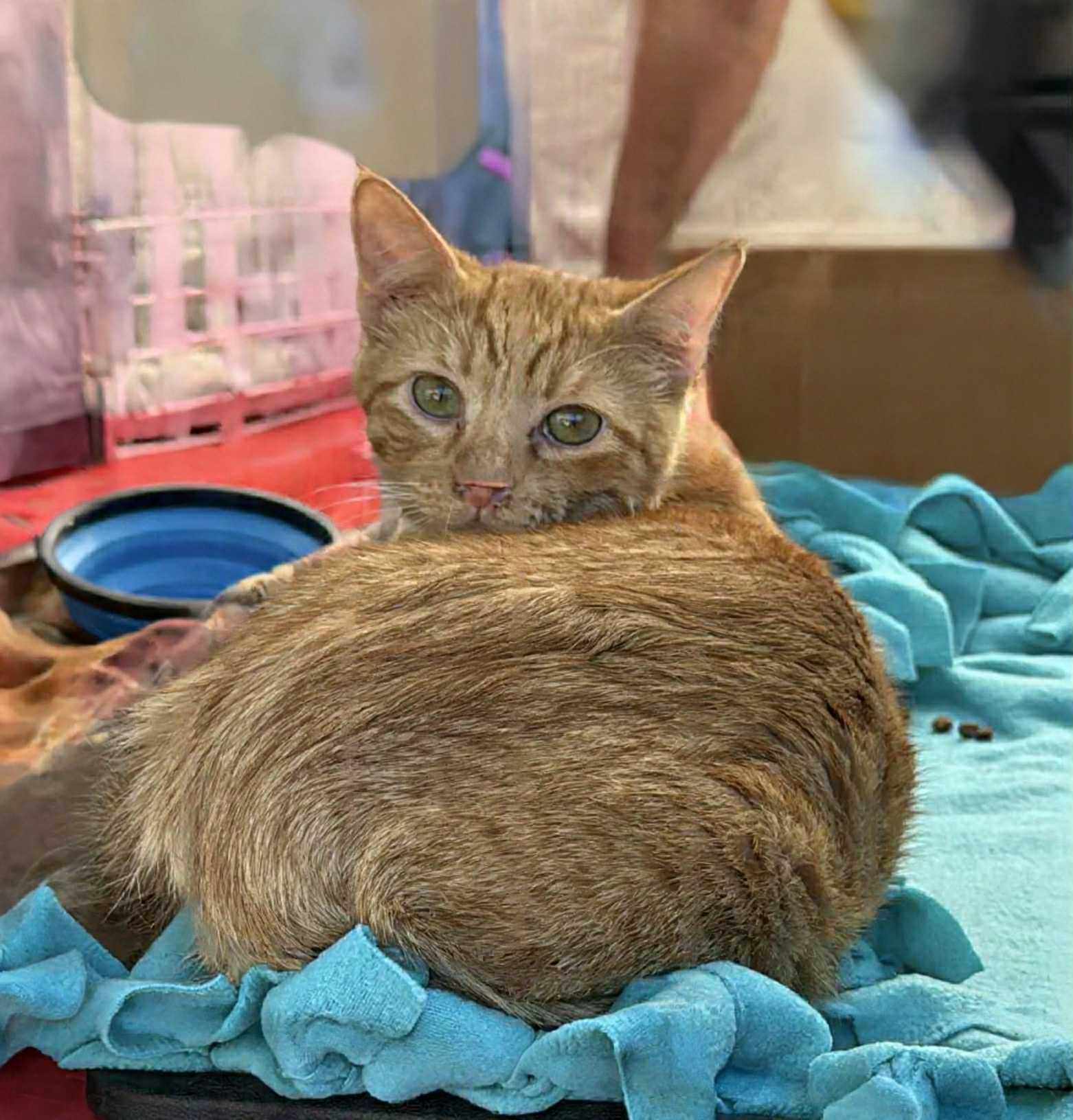 Pisces, Adoptable, Young Male Domestic Short Hair.