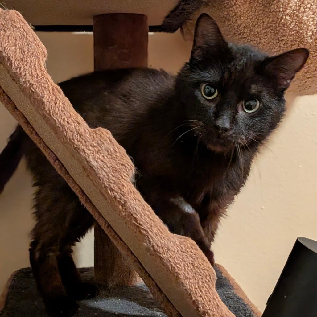 Artichoke, Adoptable, Adult Male Domestic Short Hair.