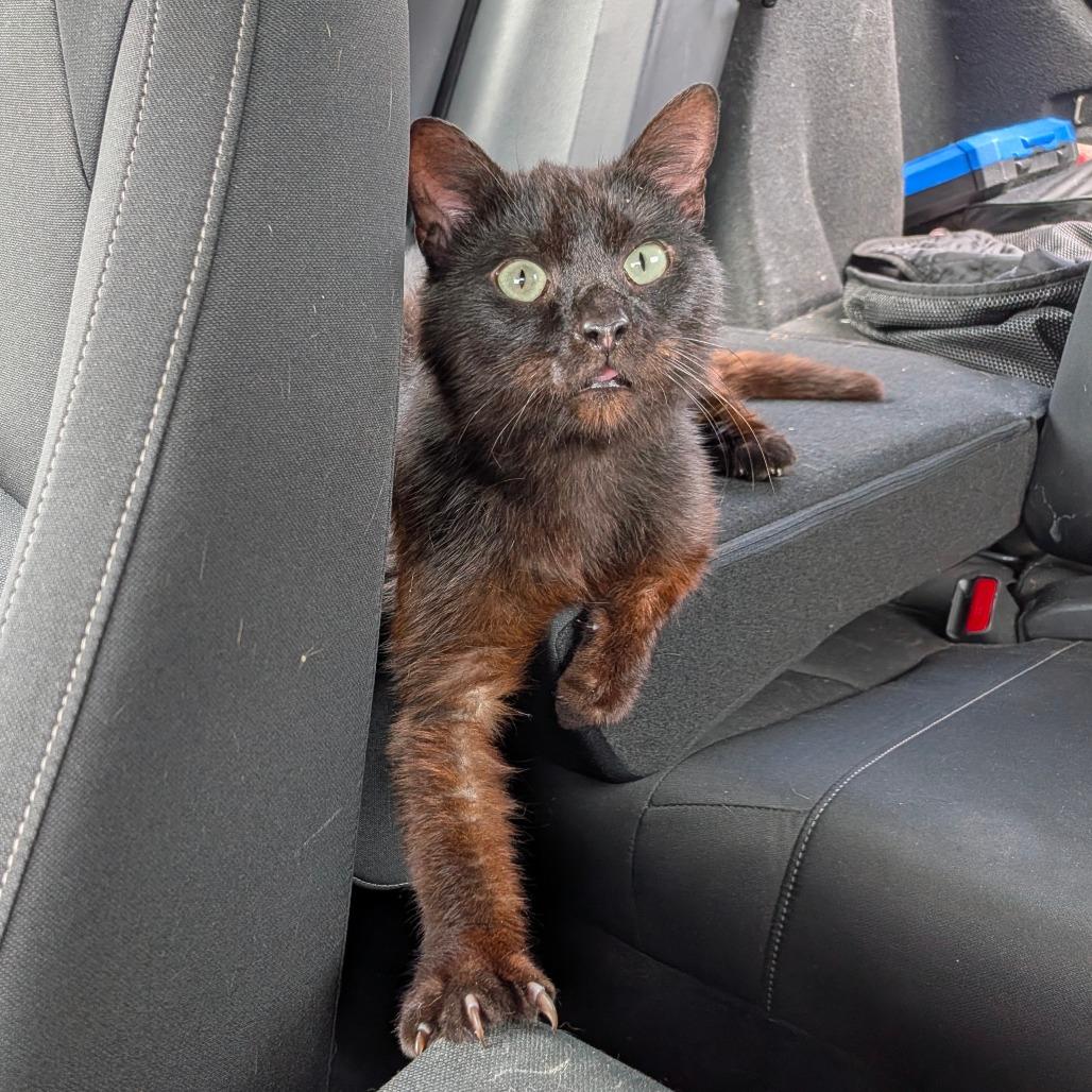 Enlarge Artichoke, a Adoptable Domestic Short Hair in Houston, TX image 2/6
