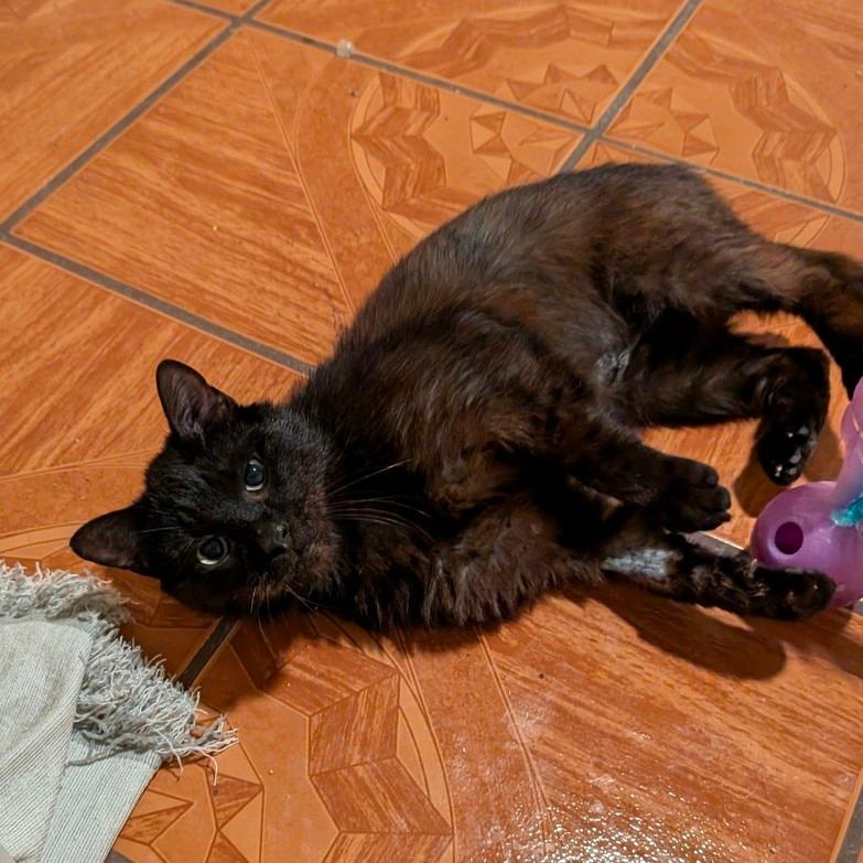 Enlarge Artichoke, a Adoptable Domestic Short Hair in Houston, TX image 3/6