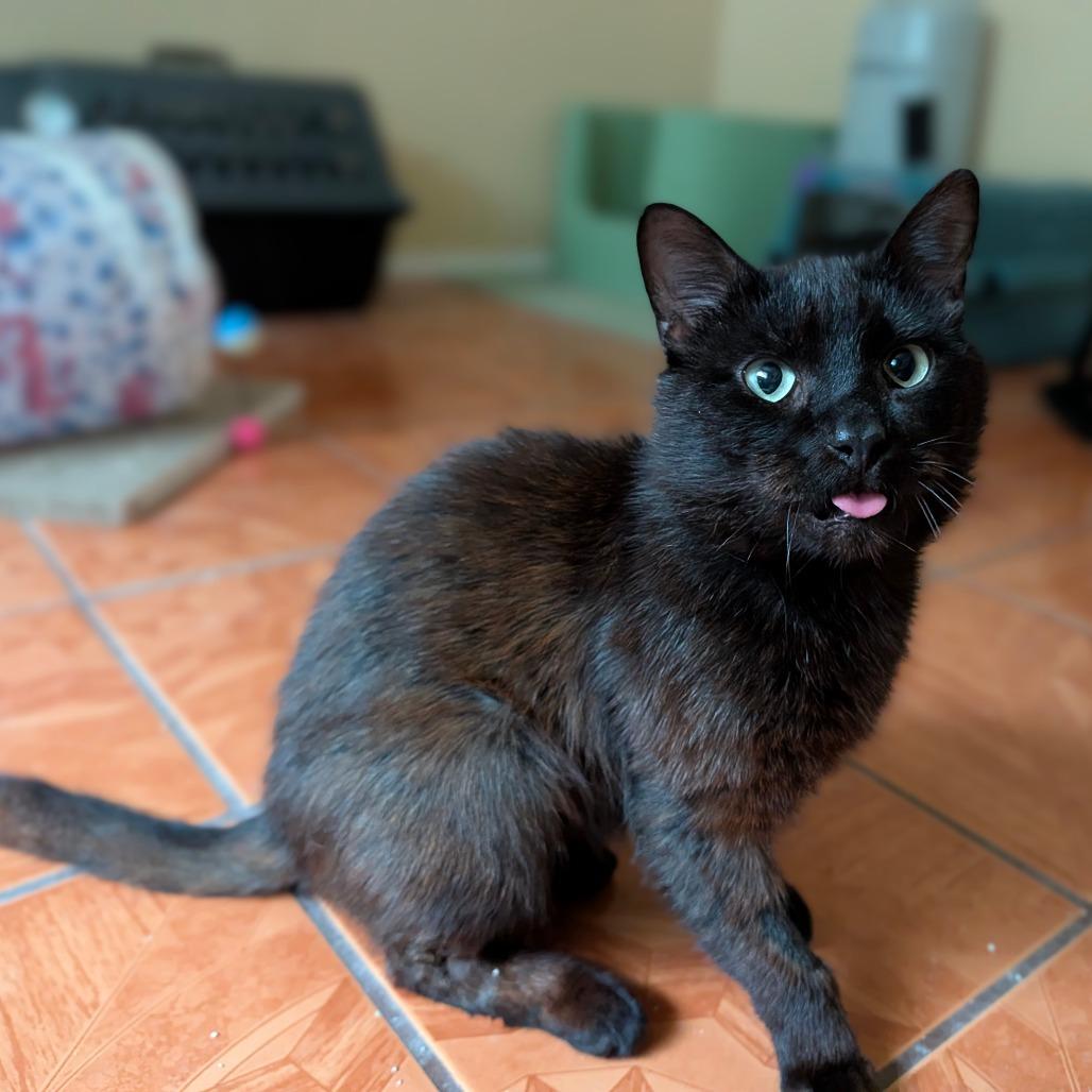 Enlarge Artichoke, a Adoptable Domestic Short Hair in Houston, TX image 4/6