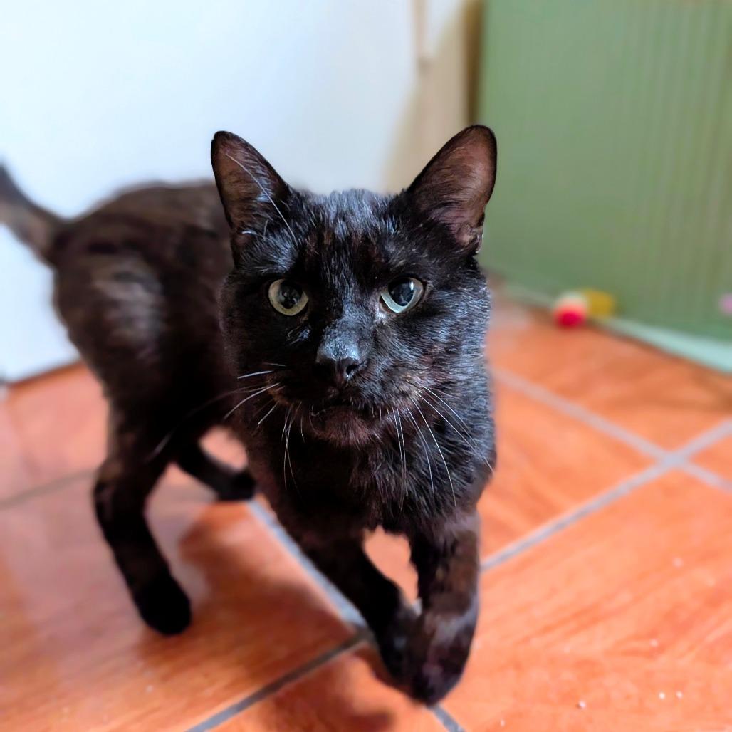 Enlarge Artichoke, a Adoptable Domestic Short Hair in Houston, TX image 5/6