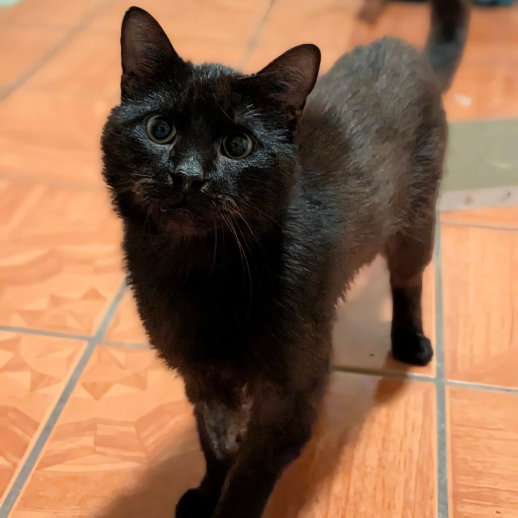 Enlarge Artichoke, a Adoptable Domestic Short Hair in Houston, TX image 6/6