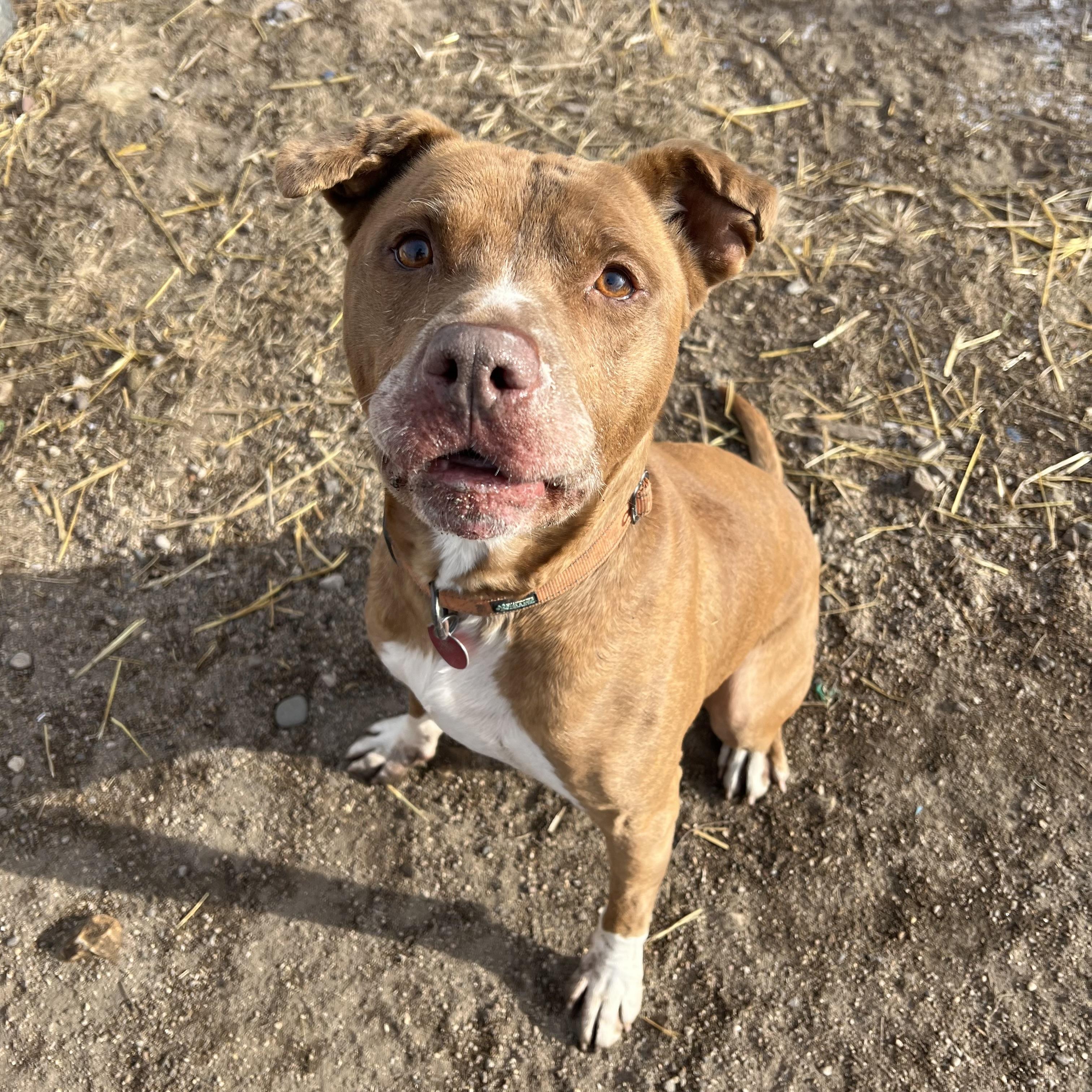 Raskal, a Adoptable mixed breed in Fairmont, MN image 5/6