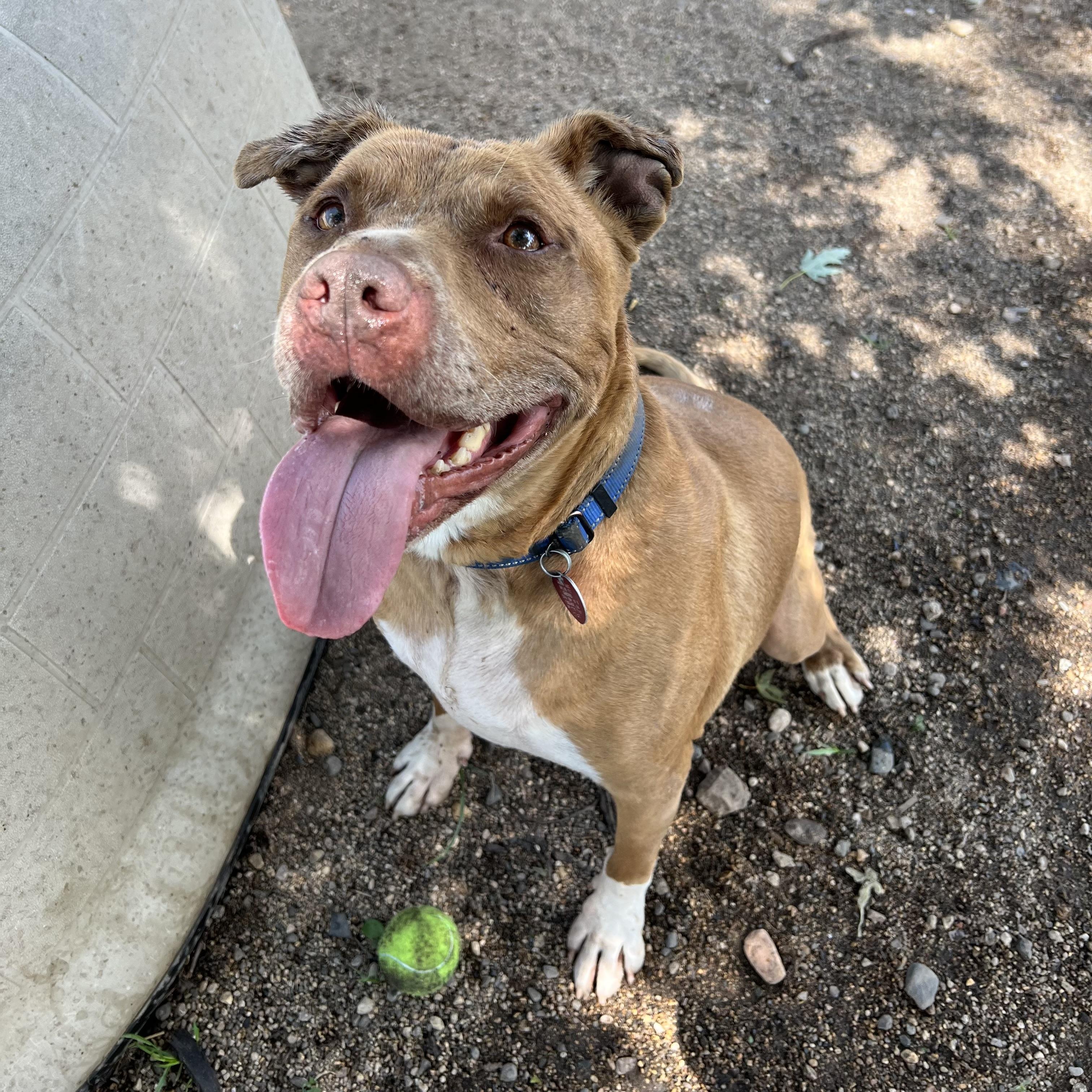 Raskal, a Adoptable mixed breed in Fairmont, MN image 3/6