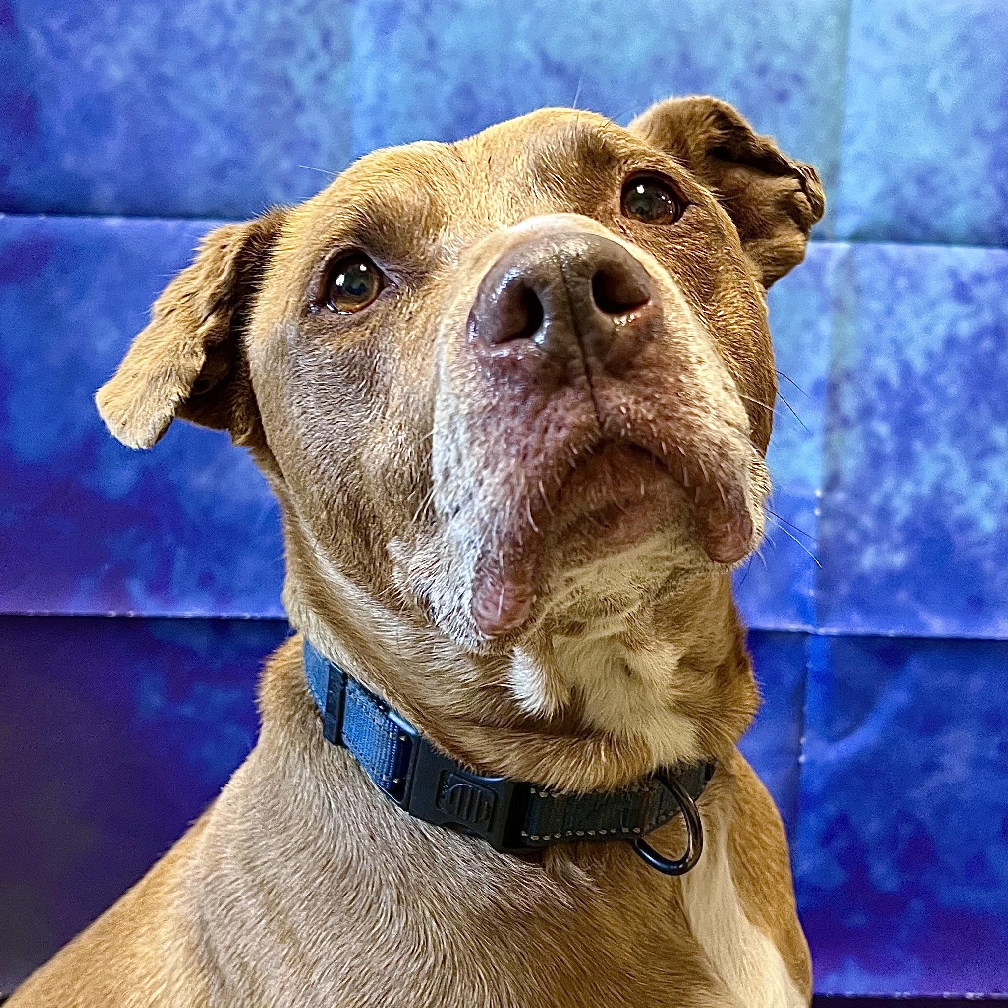 Raskal, a Adoptable mixed breed in Fairmont, MN image 1/6