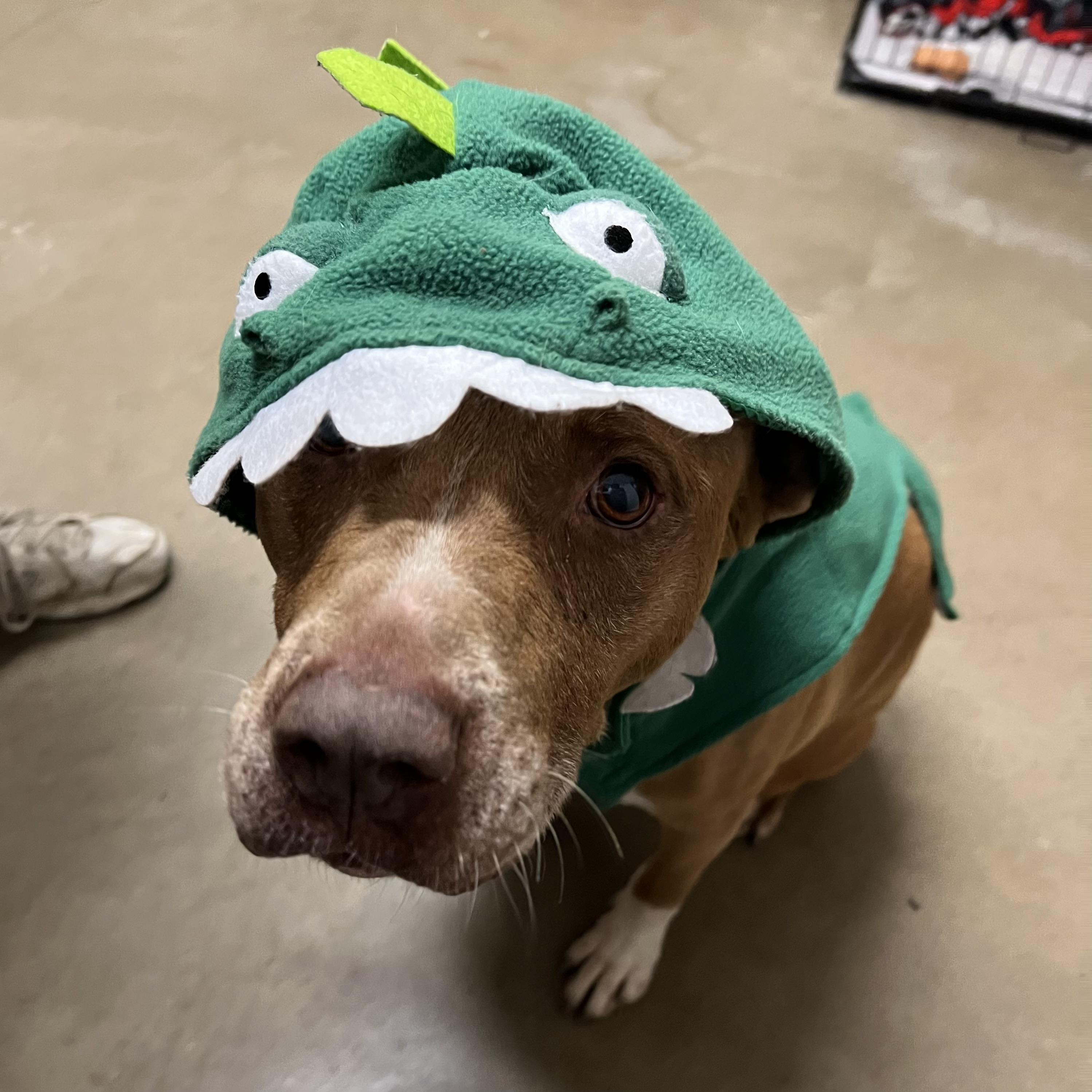 Raskal, a Adoptable mixed breed in Fairmont, MN image 4/6