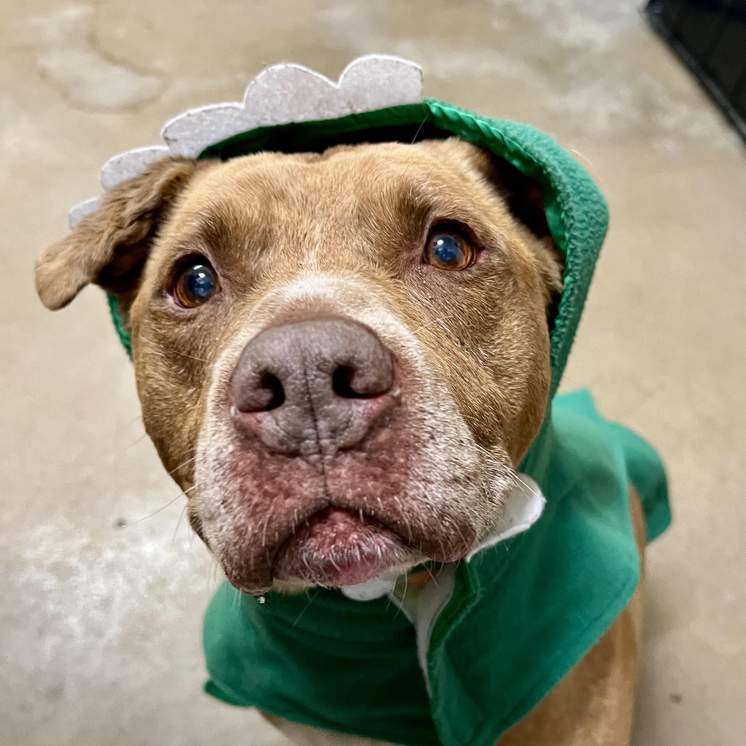 Raskal, a Adoptable mixed breed in Fairmont, MN image 2/6