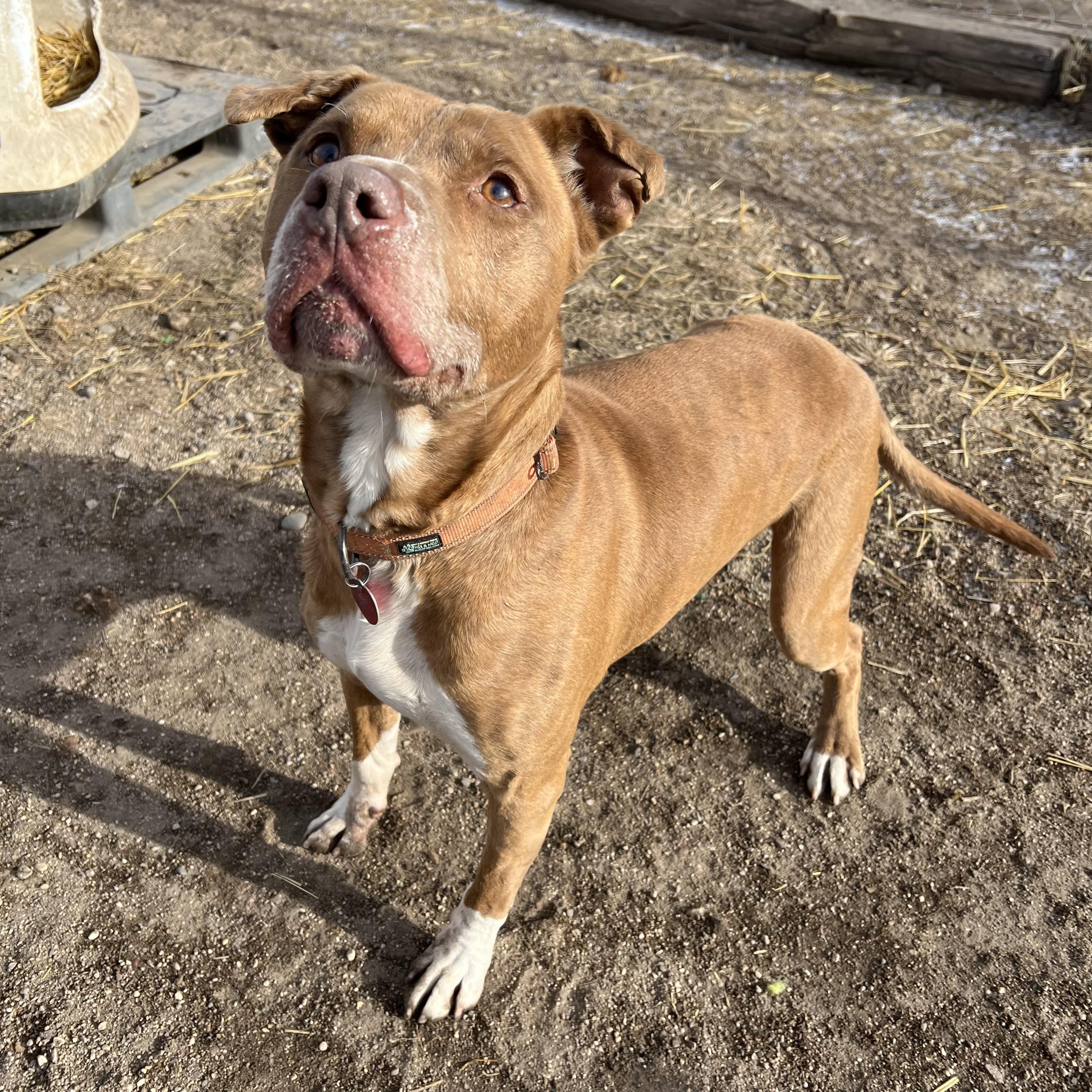 Raskal, a Adoptable mixed breed in Fairmont, MN image 6/6
