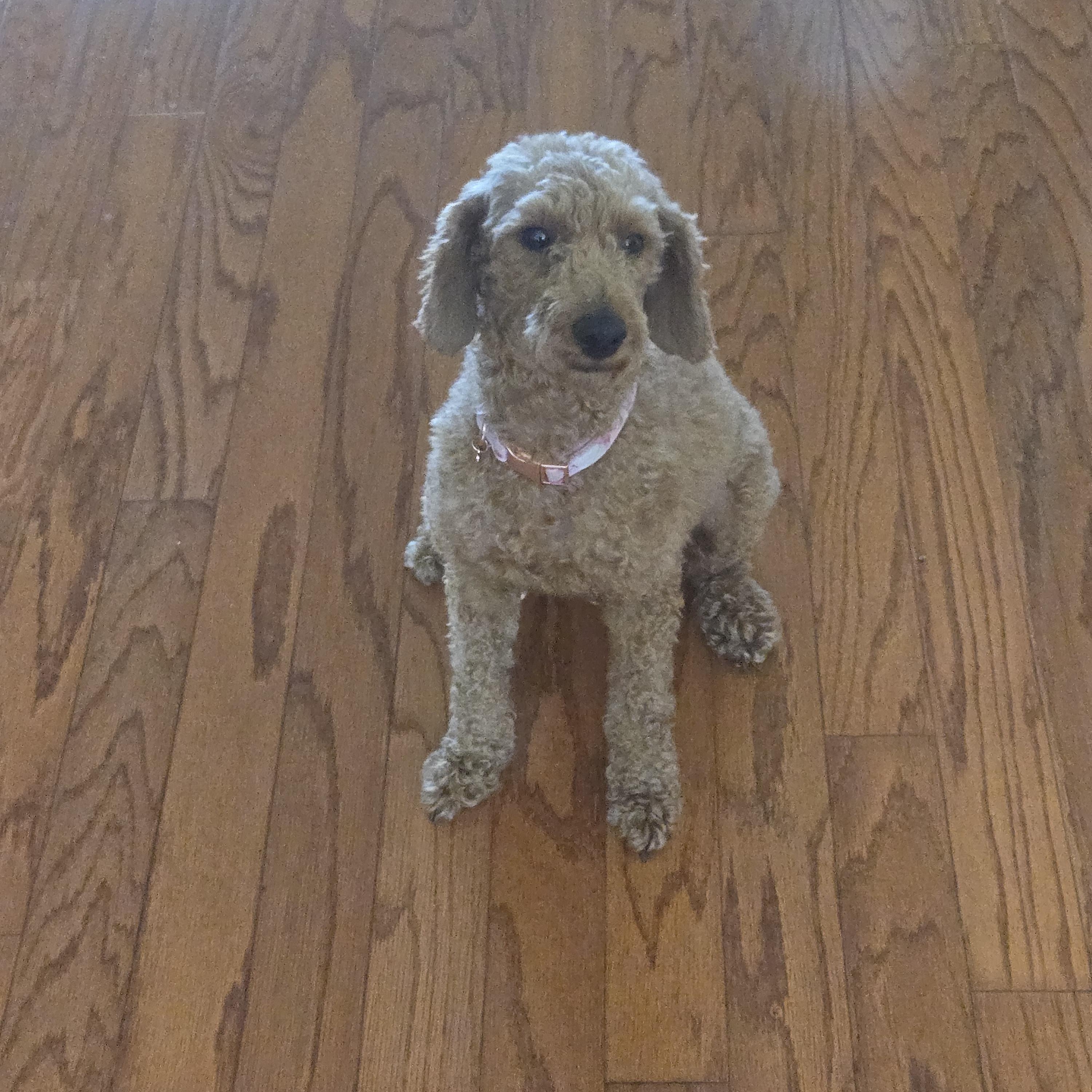 Monica, ADOPTABLE, Adult Female Poodle.