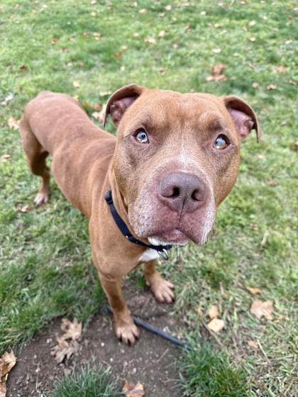 Enlarge Harley, a Adoptable Pit Bull Terrier in Roseburg, OR image 1/1