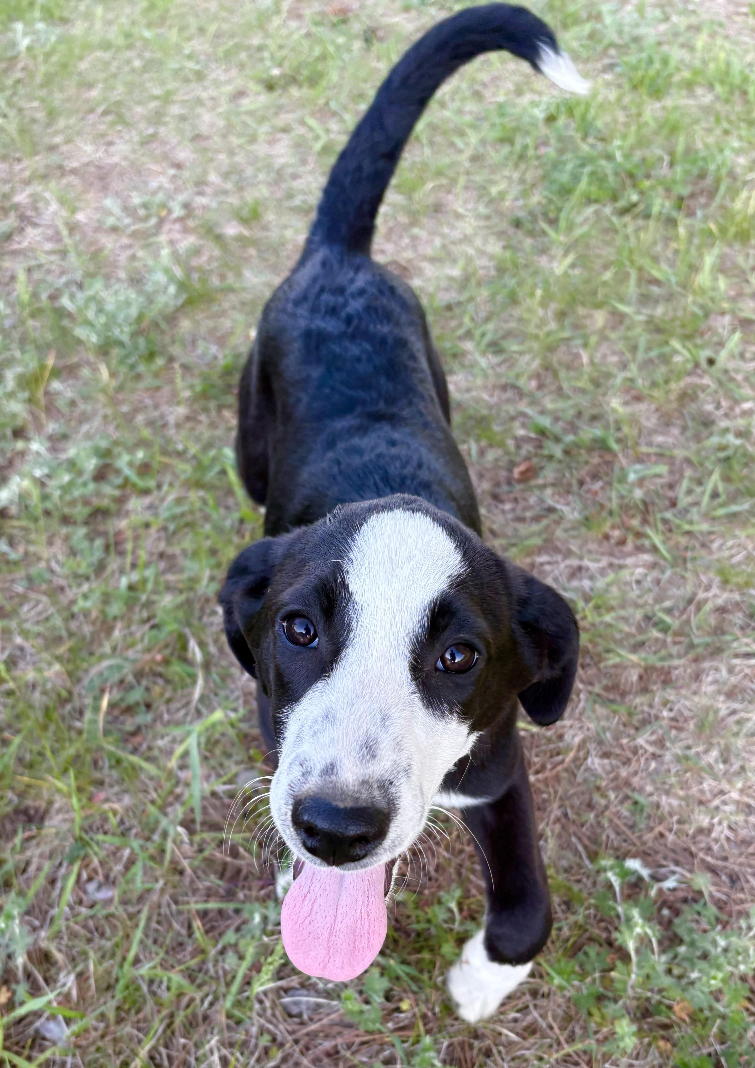 Enlarge Ari, a Adopted mixed breed in Mora, MN image 1/3