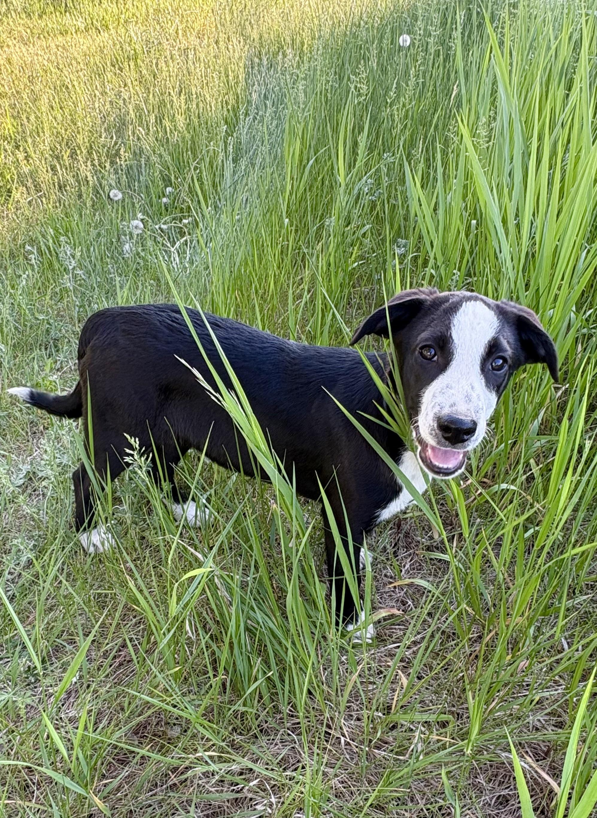 Enlarge Ari, a Adopted mixed breed in Mora, MN image 3/3
