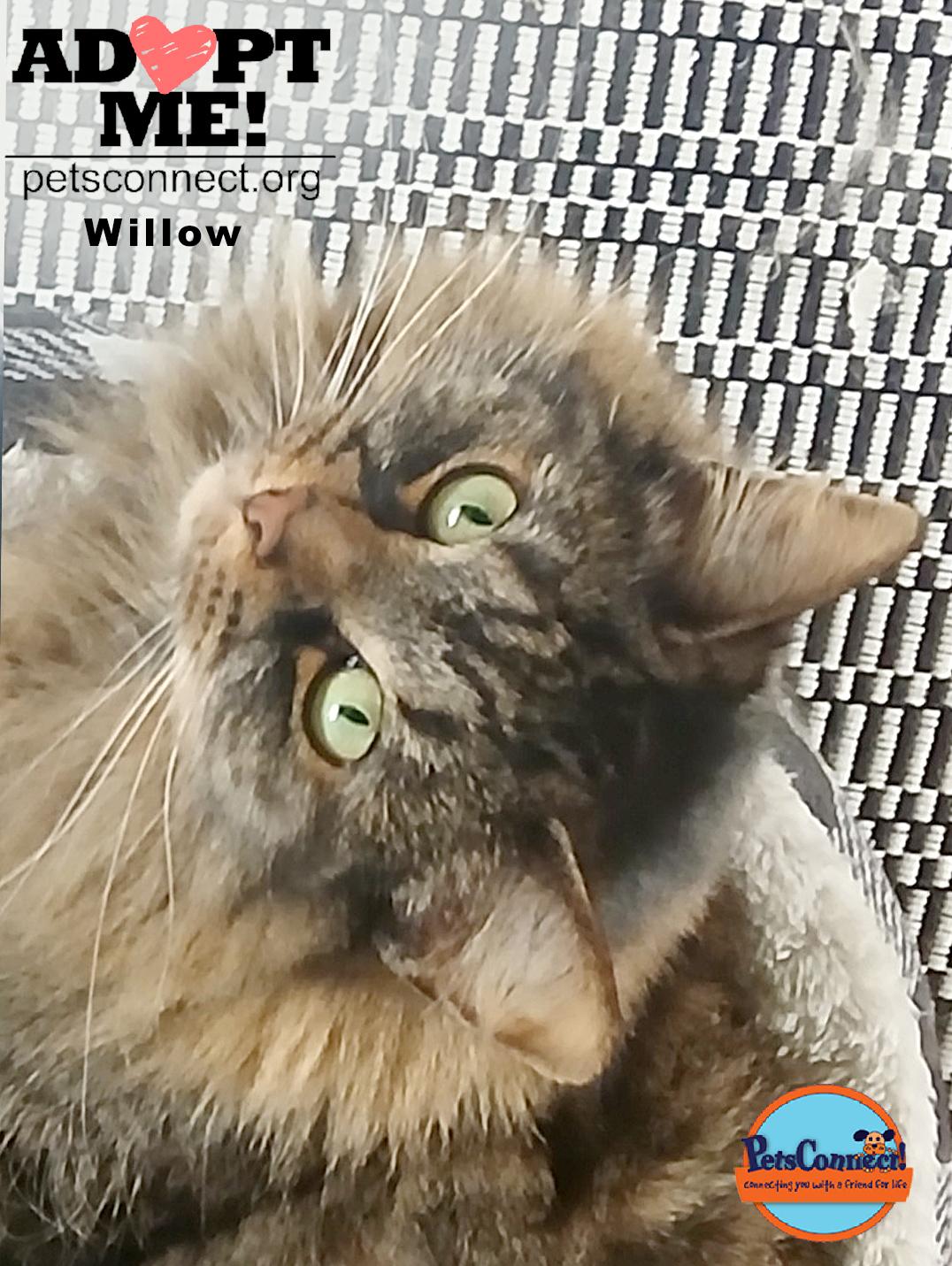 Willow photo 5