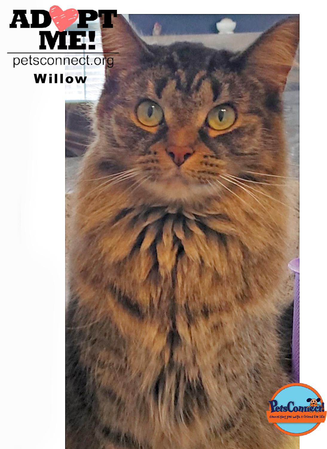 Willow photo 4