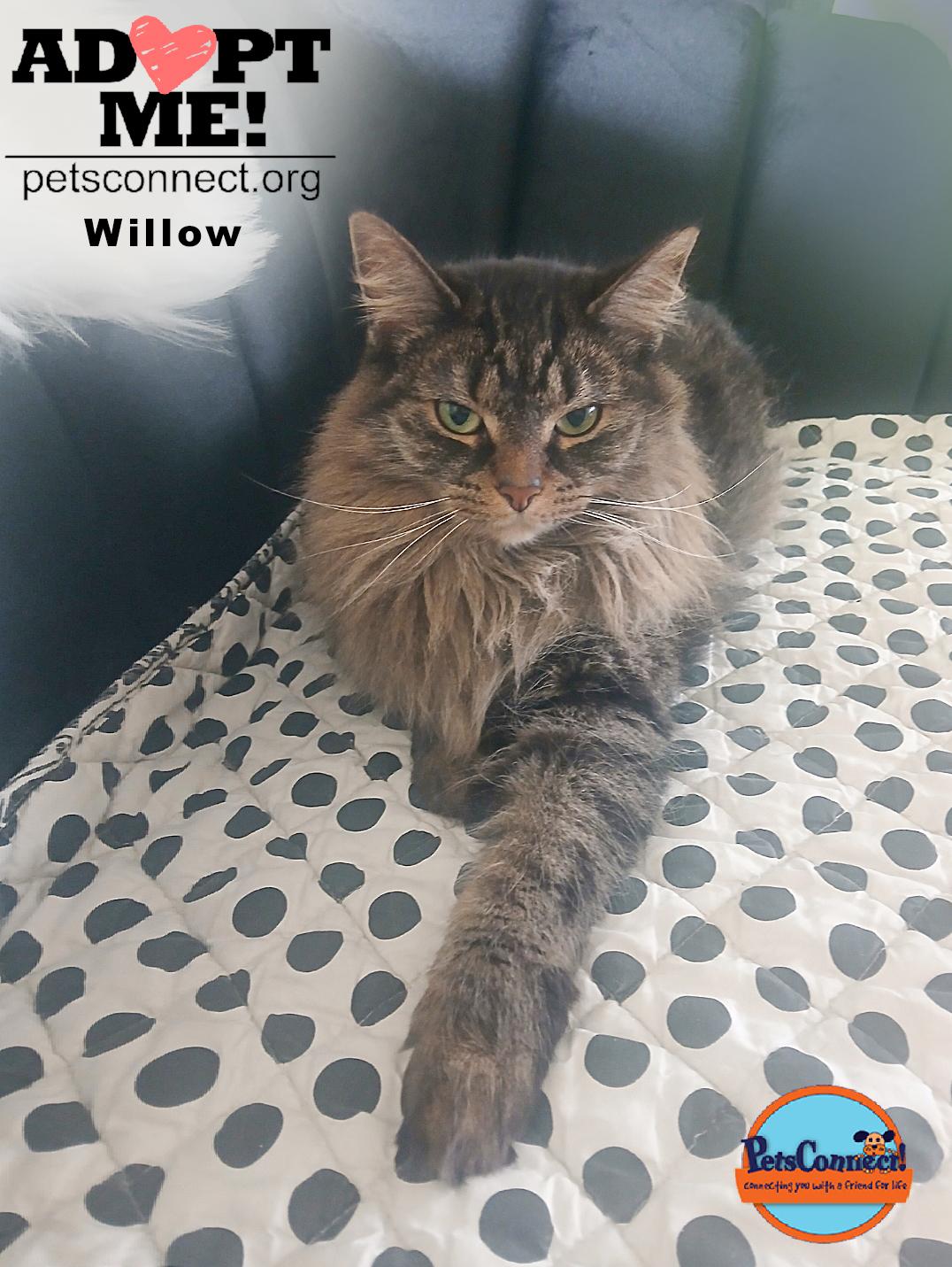 Willow photo 2