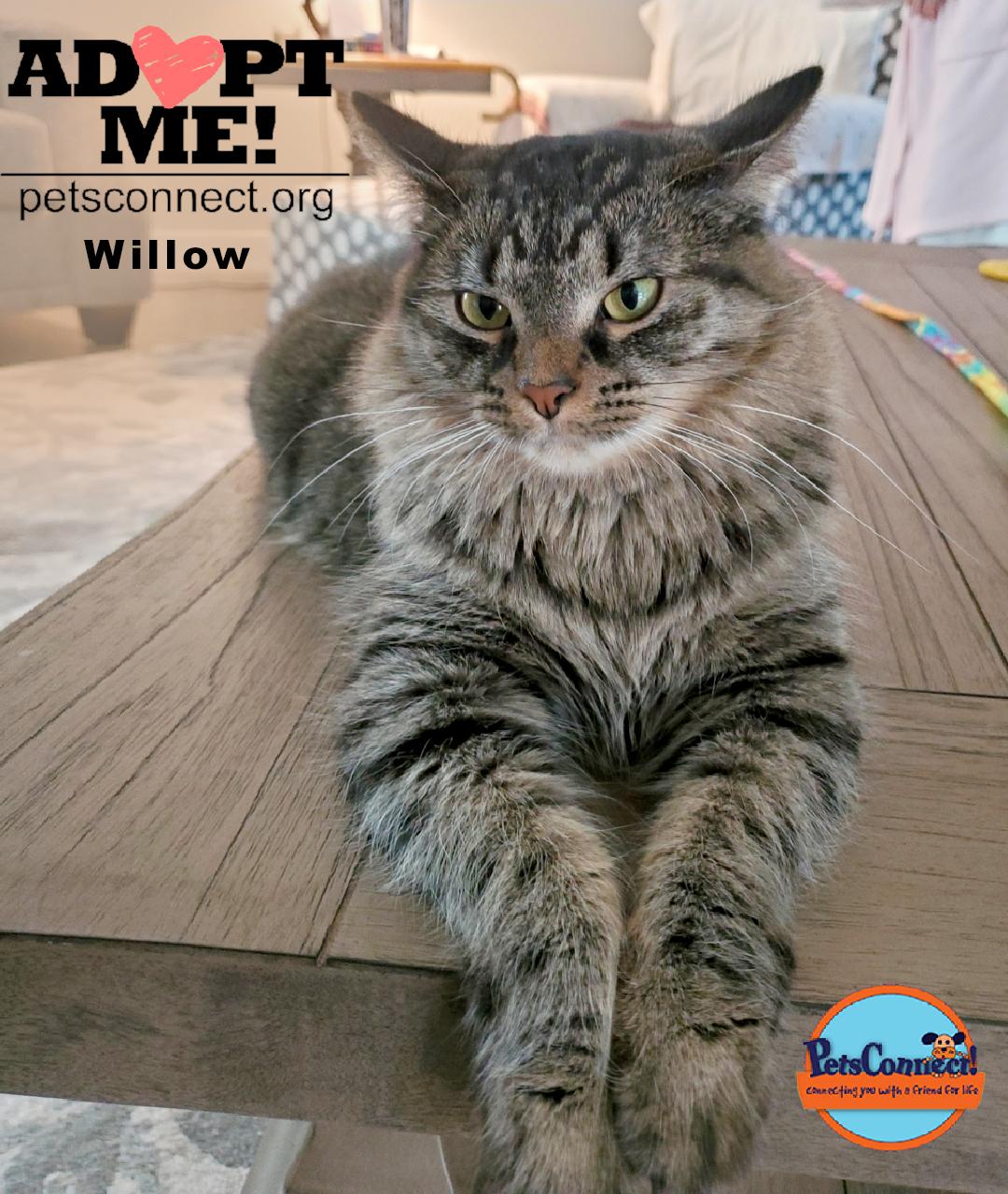 Willow, Adult Female Domestic Long Hair